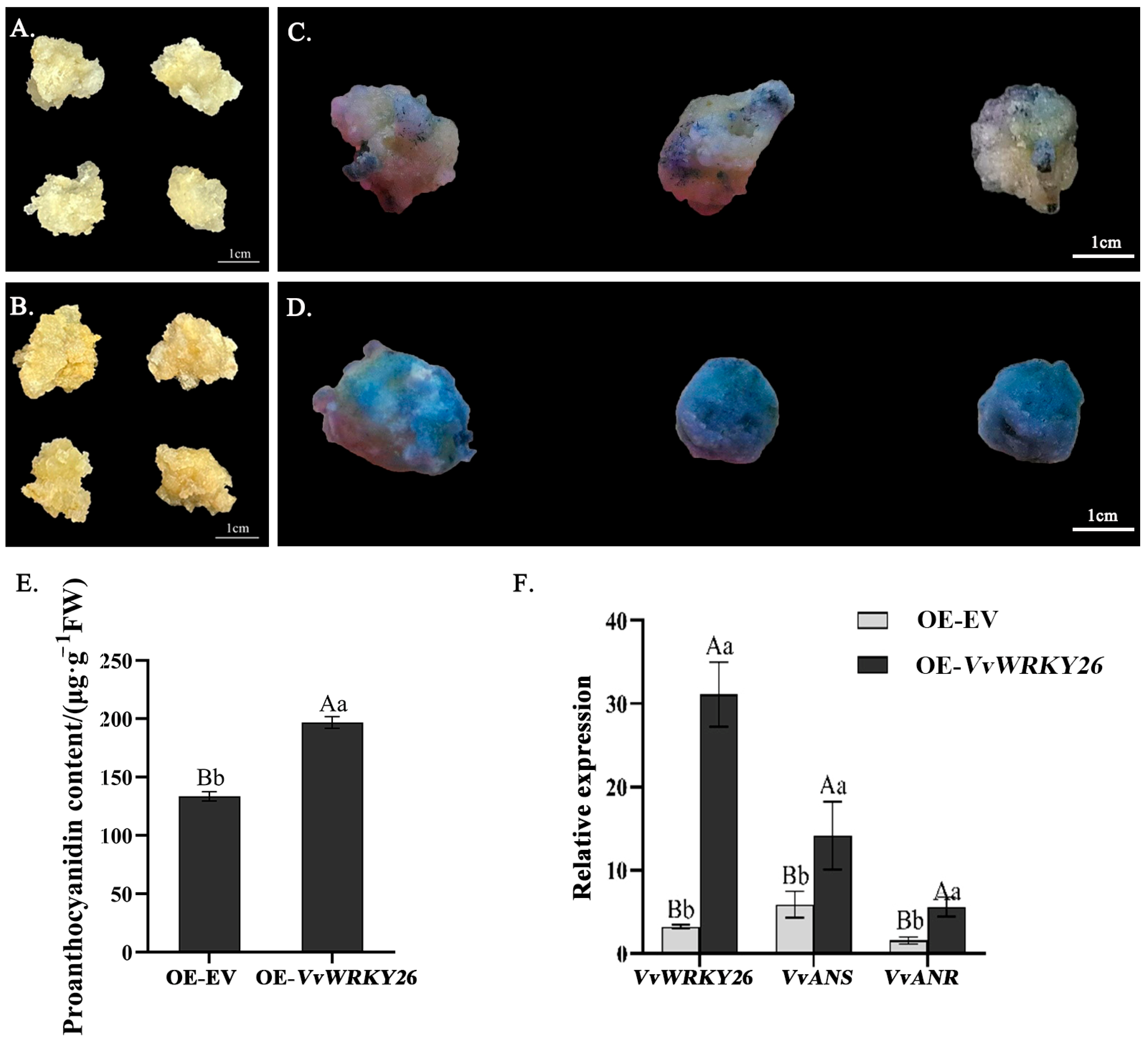 Plants 14 03272 g003 Plants 14 03272 g003