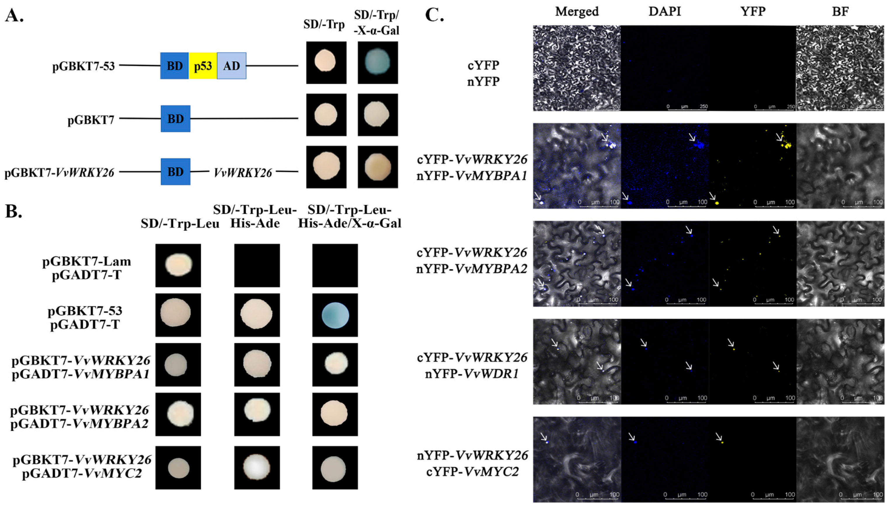 Plants 14 03272 g004 Plants 14 03272 g004