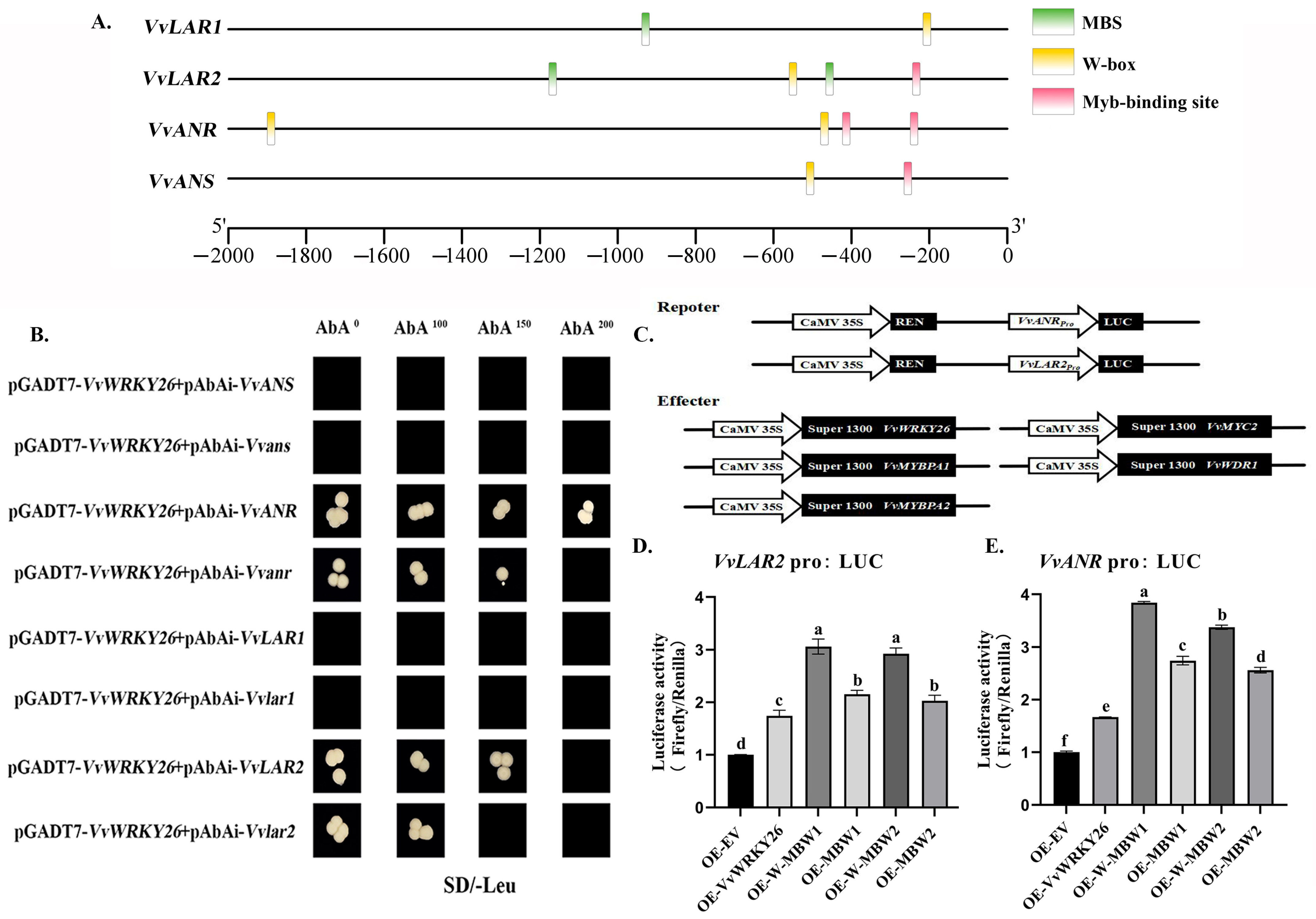 Plants 14 03272 g007 Plants 14 03272 g007