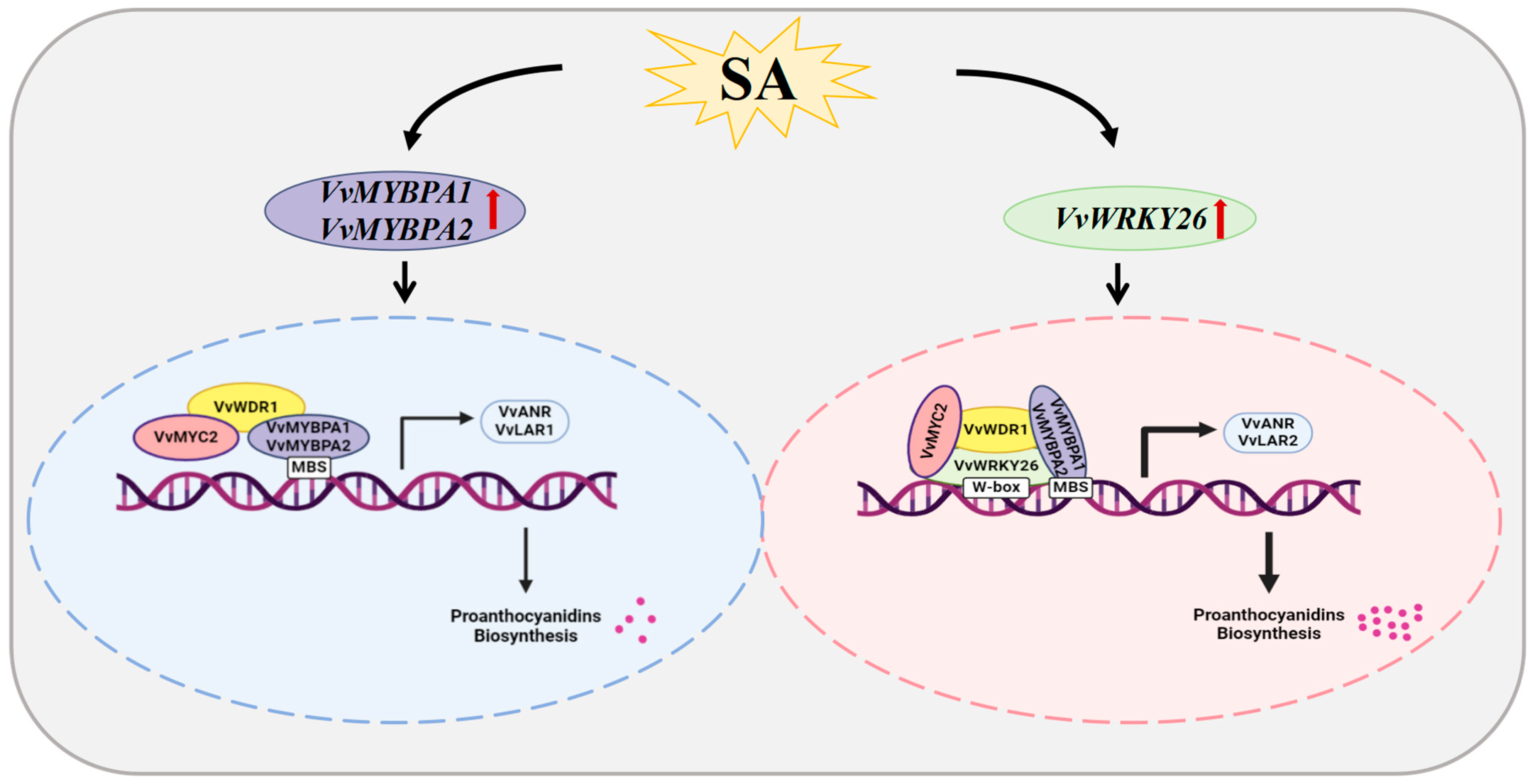 Plants 14 03272 g008 Plants 14 03272 g008