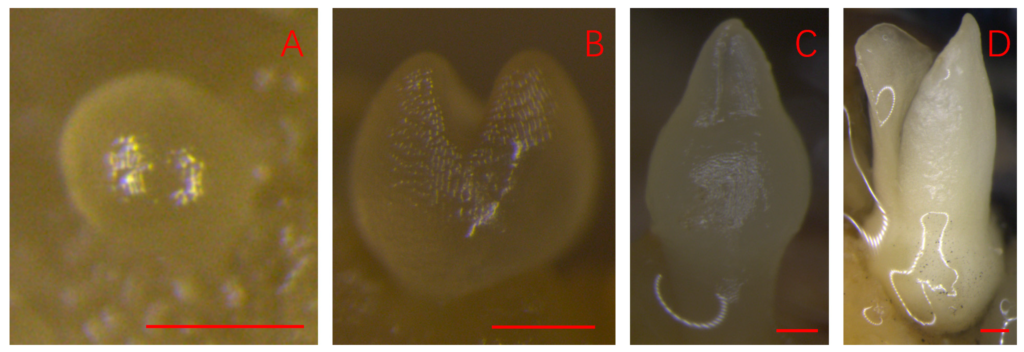 Plants 14 03274 g001