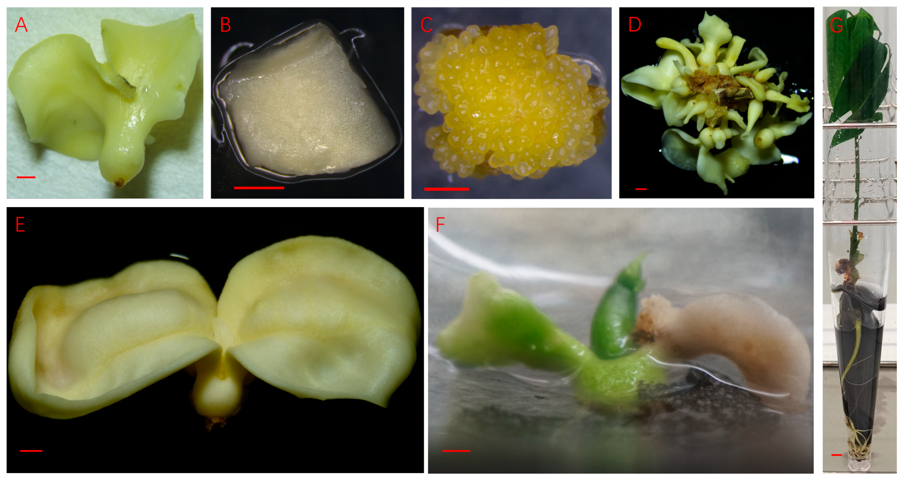 Plants 14 03274 g002