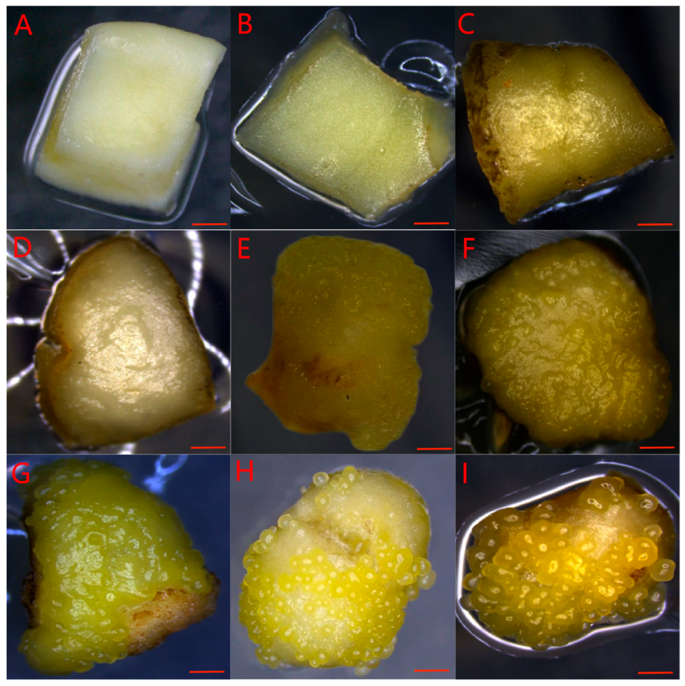 Plants 14 03274 g003