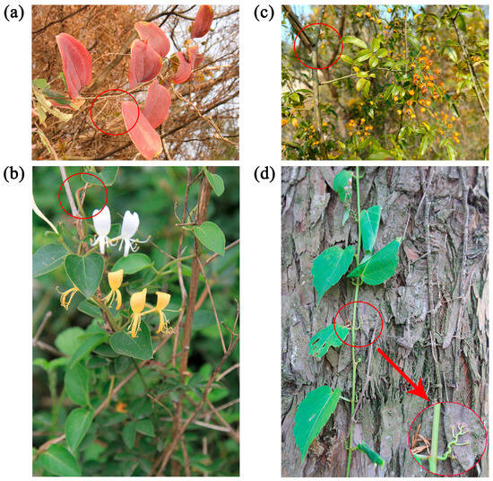 Diversity, Pattern, and Environmental Drivers of Climbing