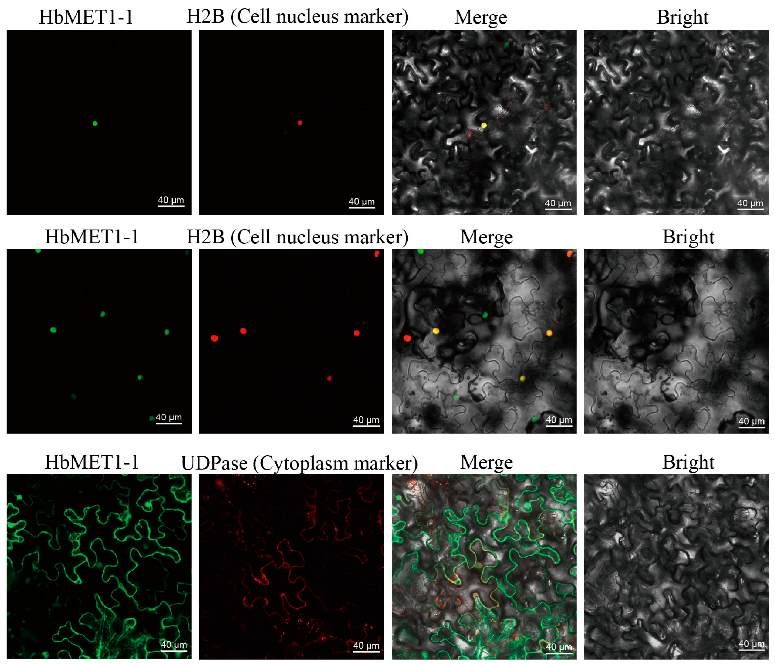 Plants 14 03284 g009 Plants 14 03284 g009