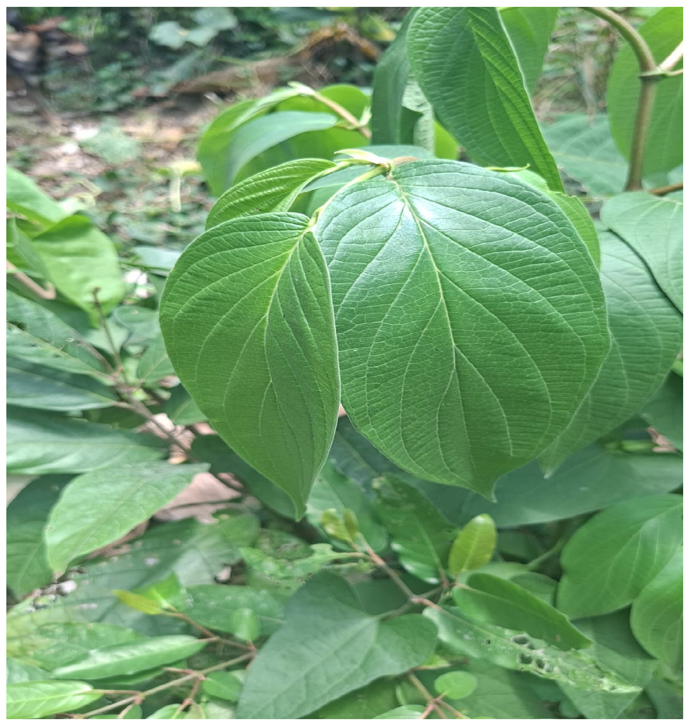 Plants 14 03287 g001 Plants 14 03287 g001