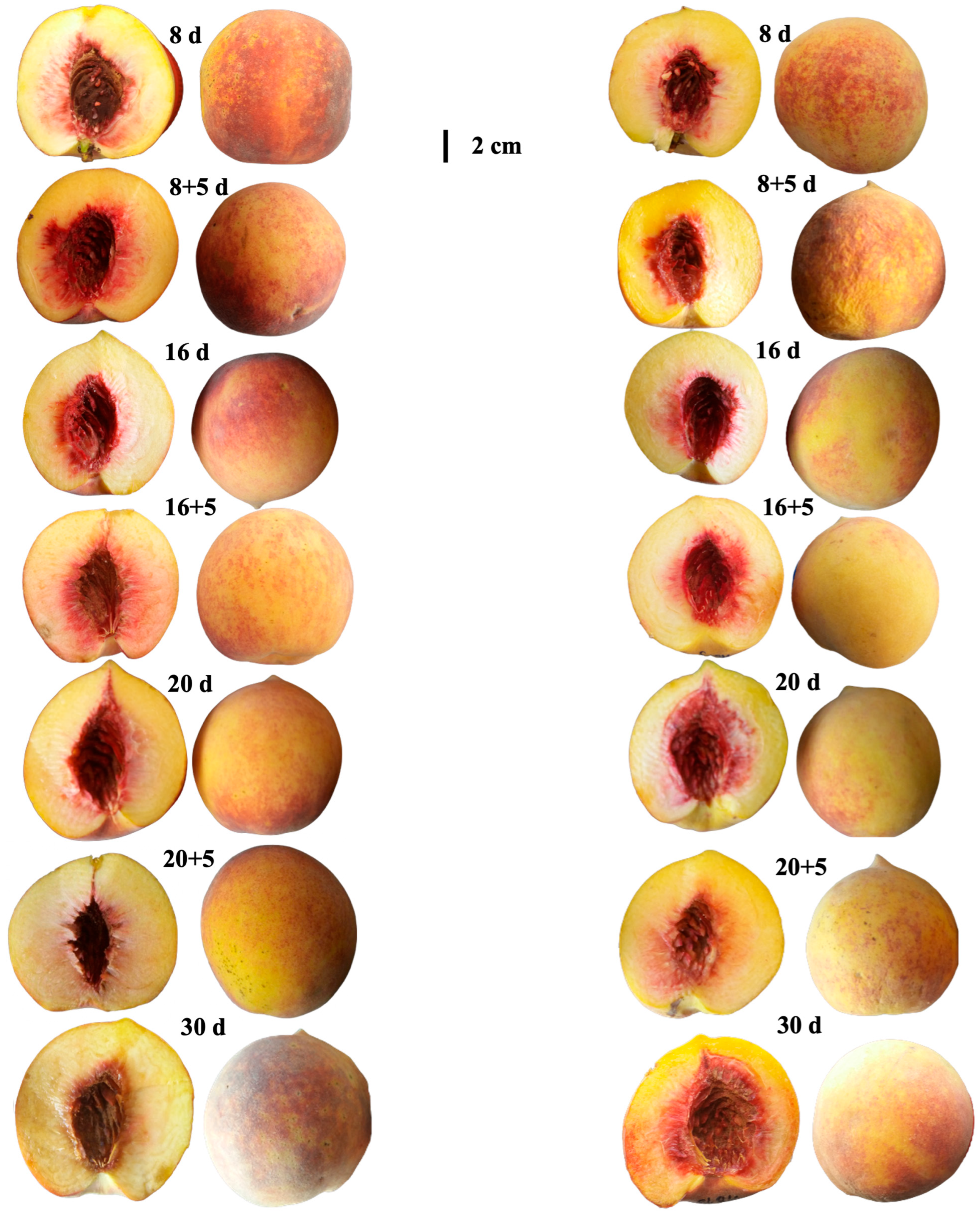 Plants 14 03291 g006