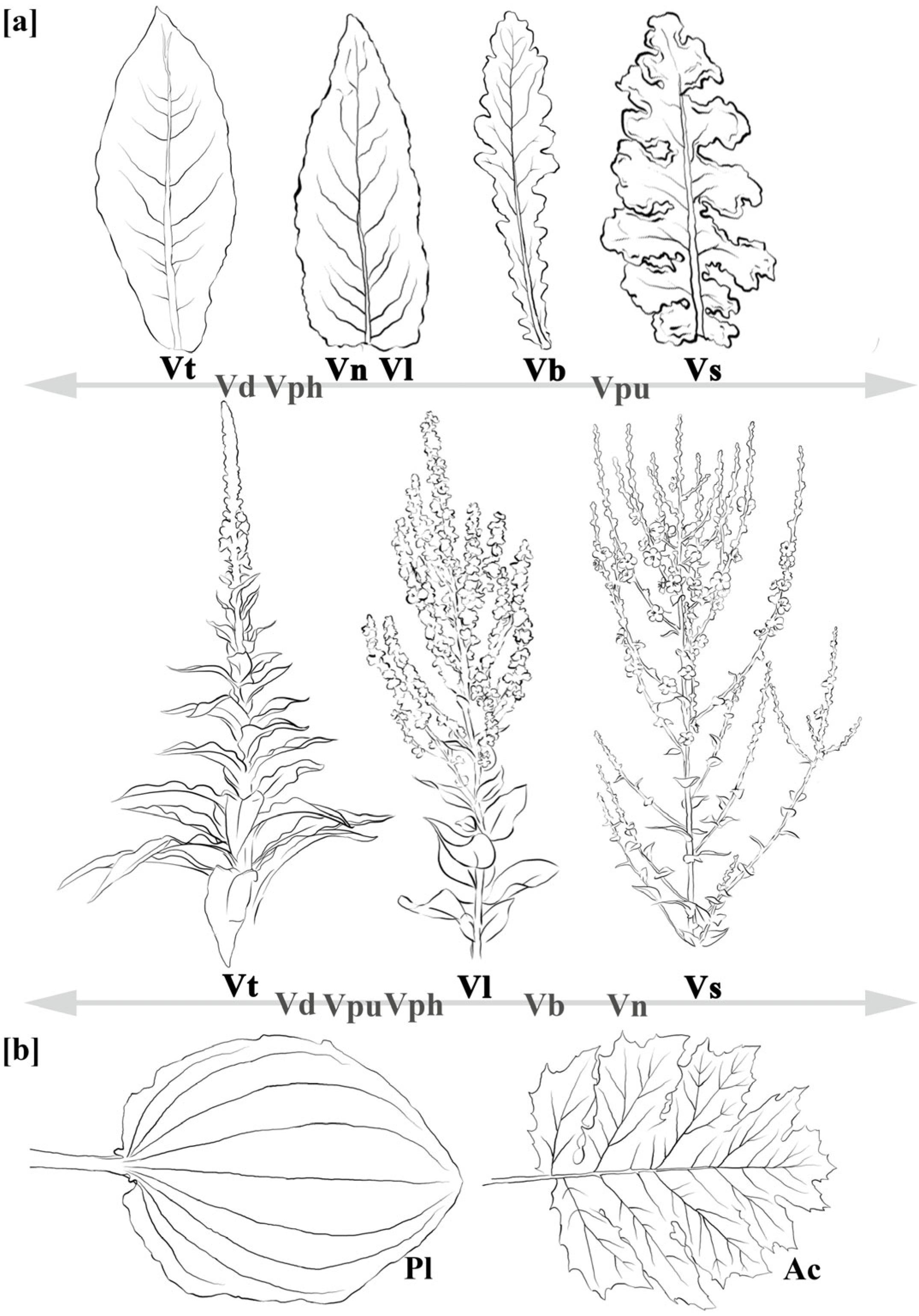 Plants 14 03294 g002 Plants 14 03294 g002