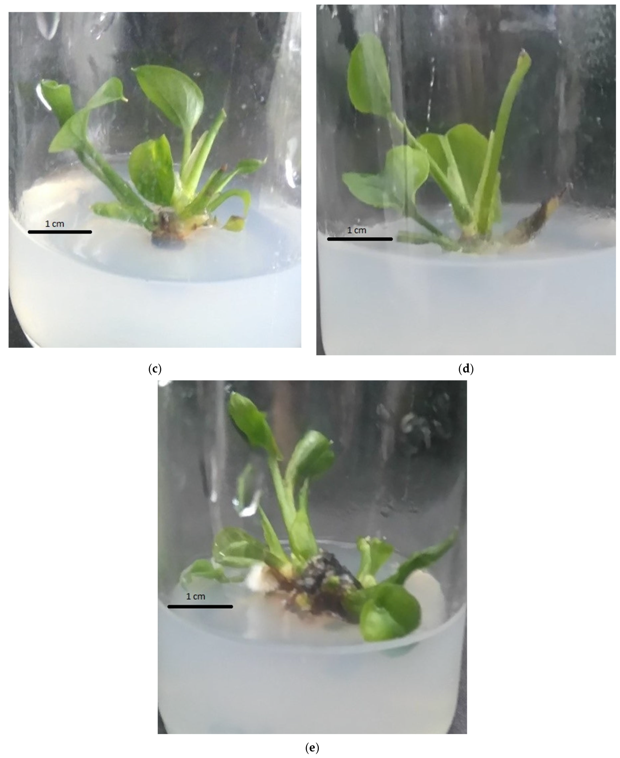 Plants 14 03299 g002b