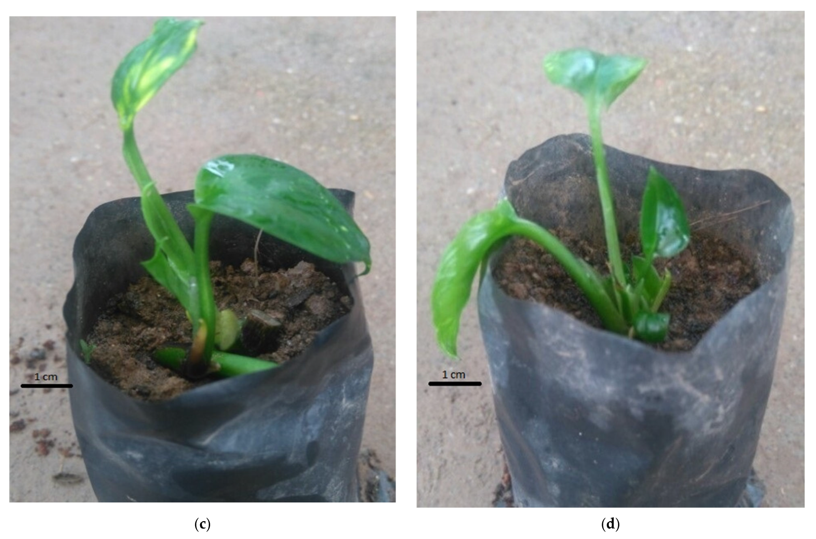 Plants 14 03299 g006b