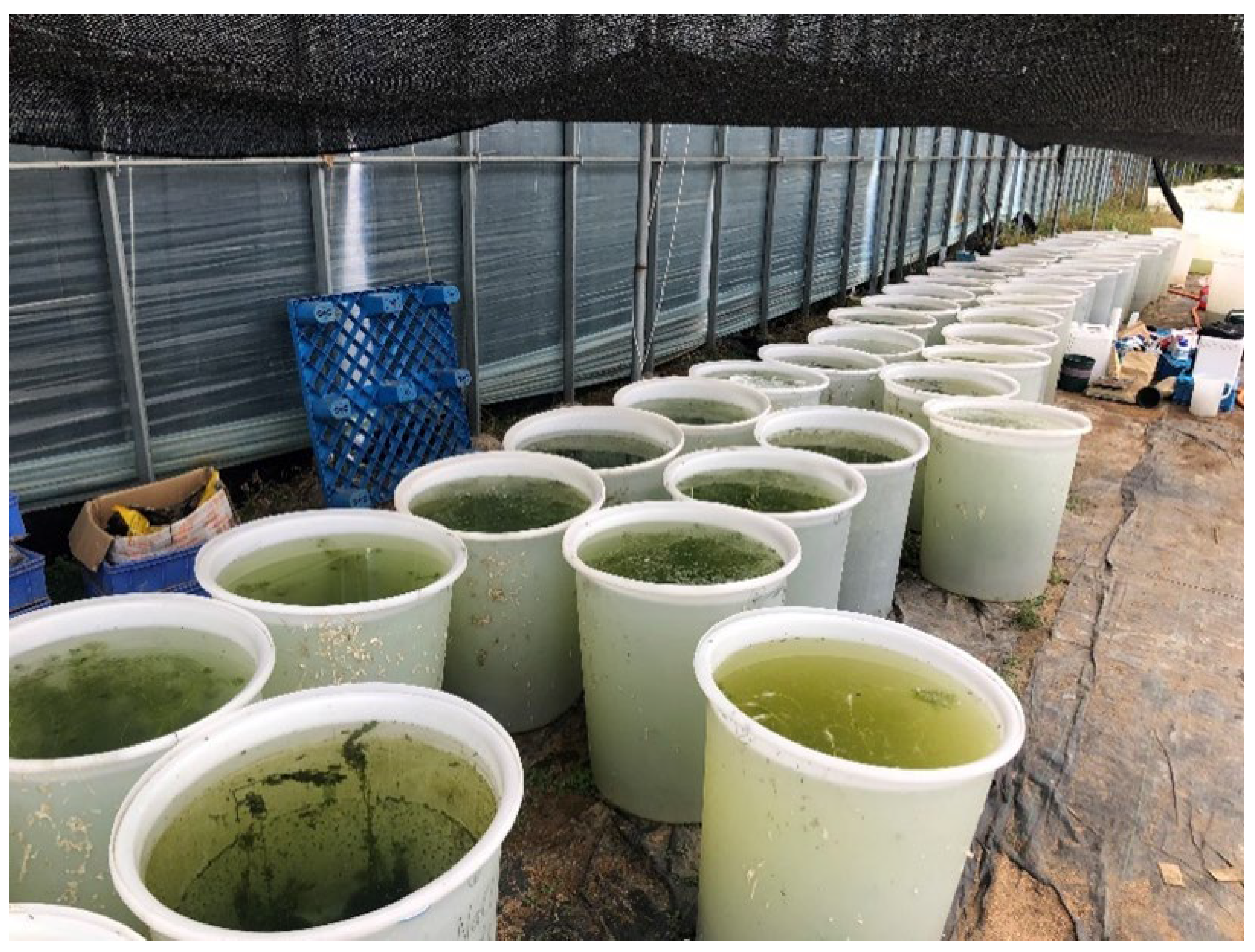 Plants 14 03305 g006