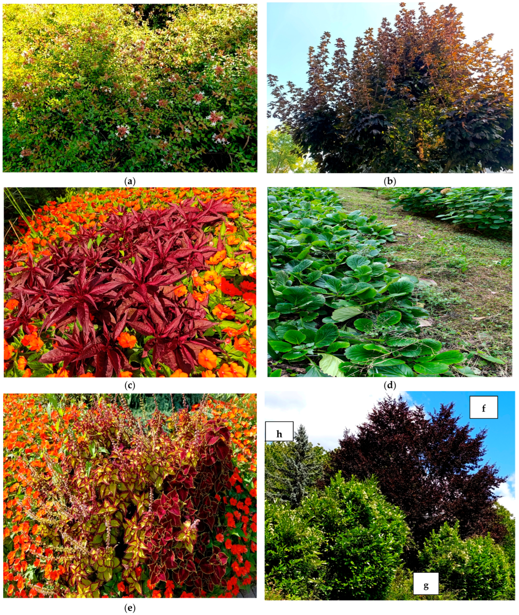 Plants 14 03306 g007a Plants 14 03306 g007a