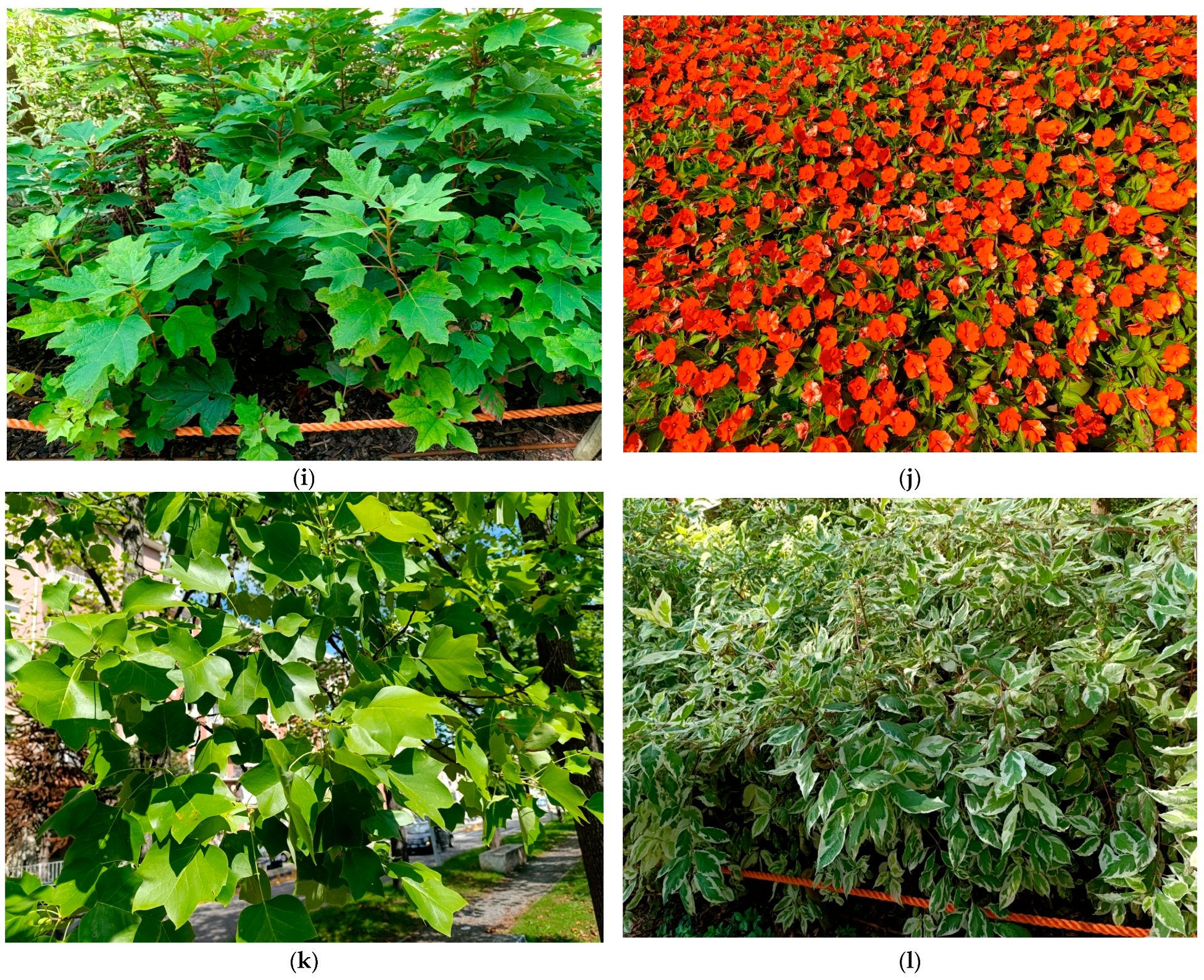 Plants 14 03306 g007b Plants 14 03306 g007b