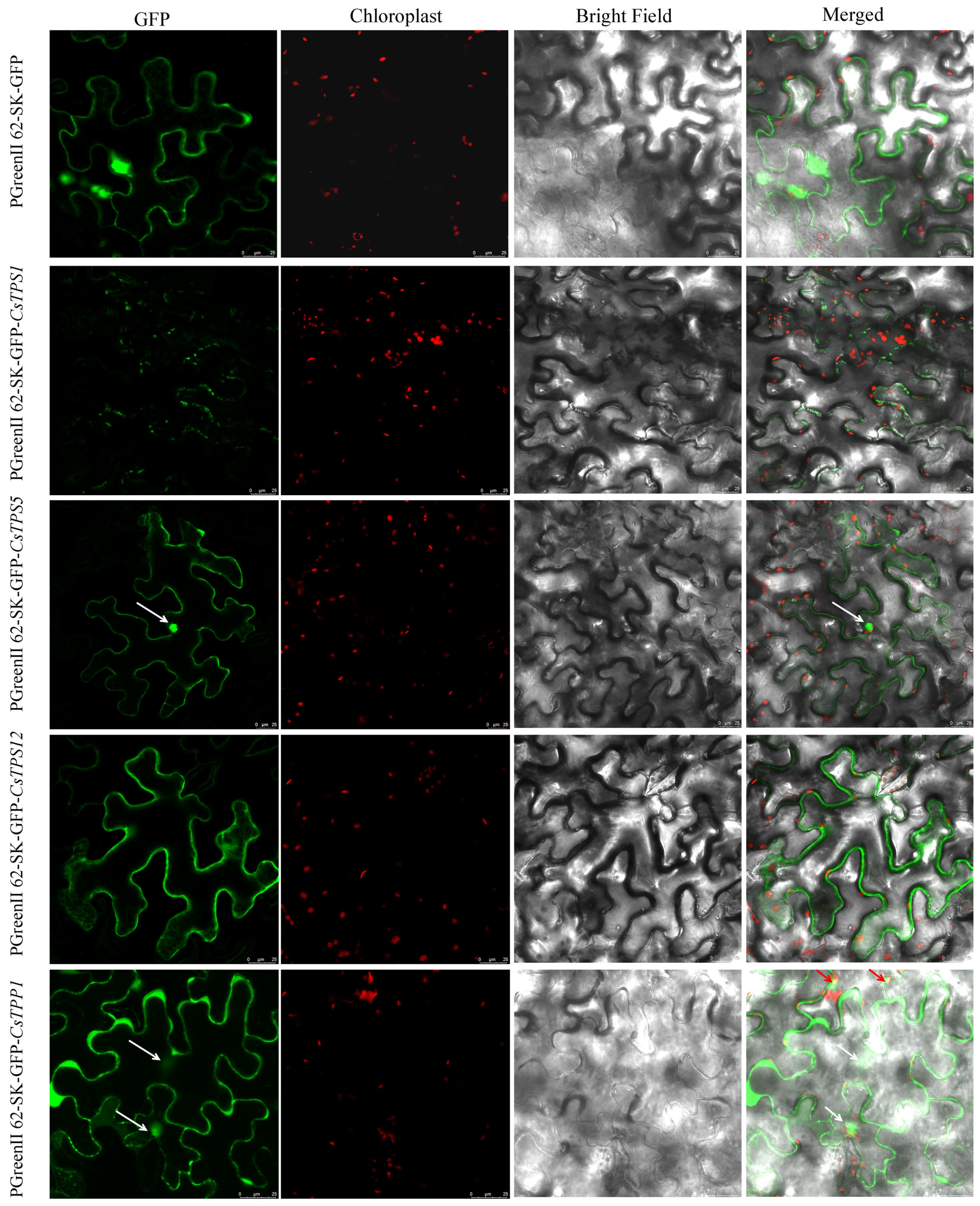 Plants 14 03309 g002