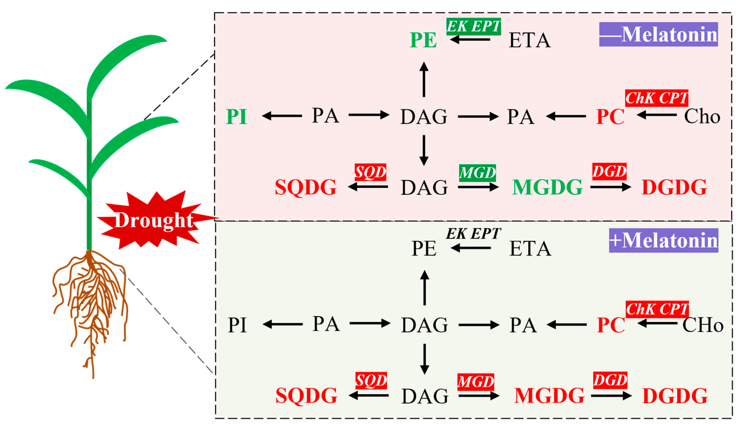 Plants 14 03314 g009 Plants 14 03314 g009