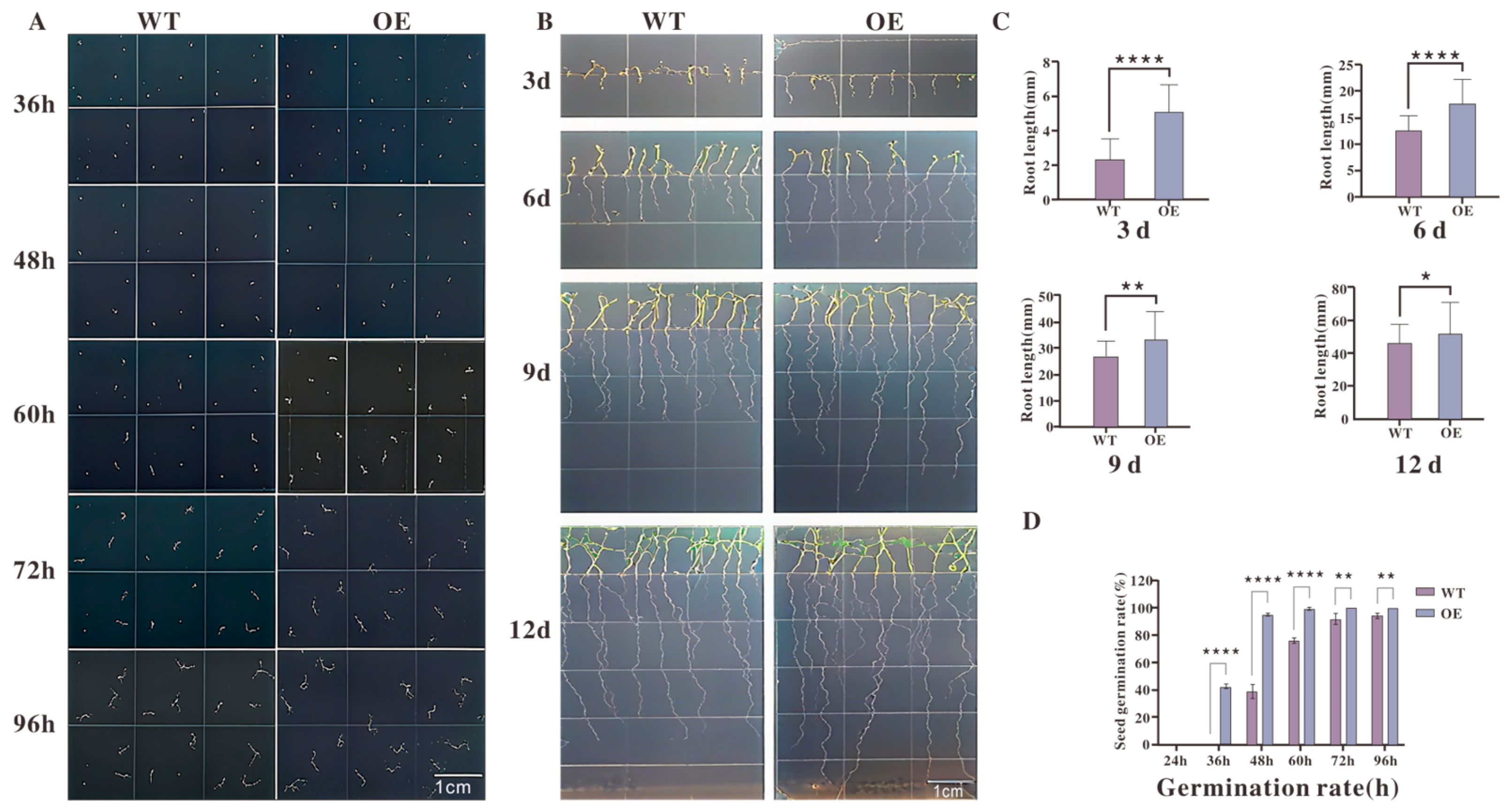 Plants 14 03323 g007 Plants 14 03323 g007