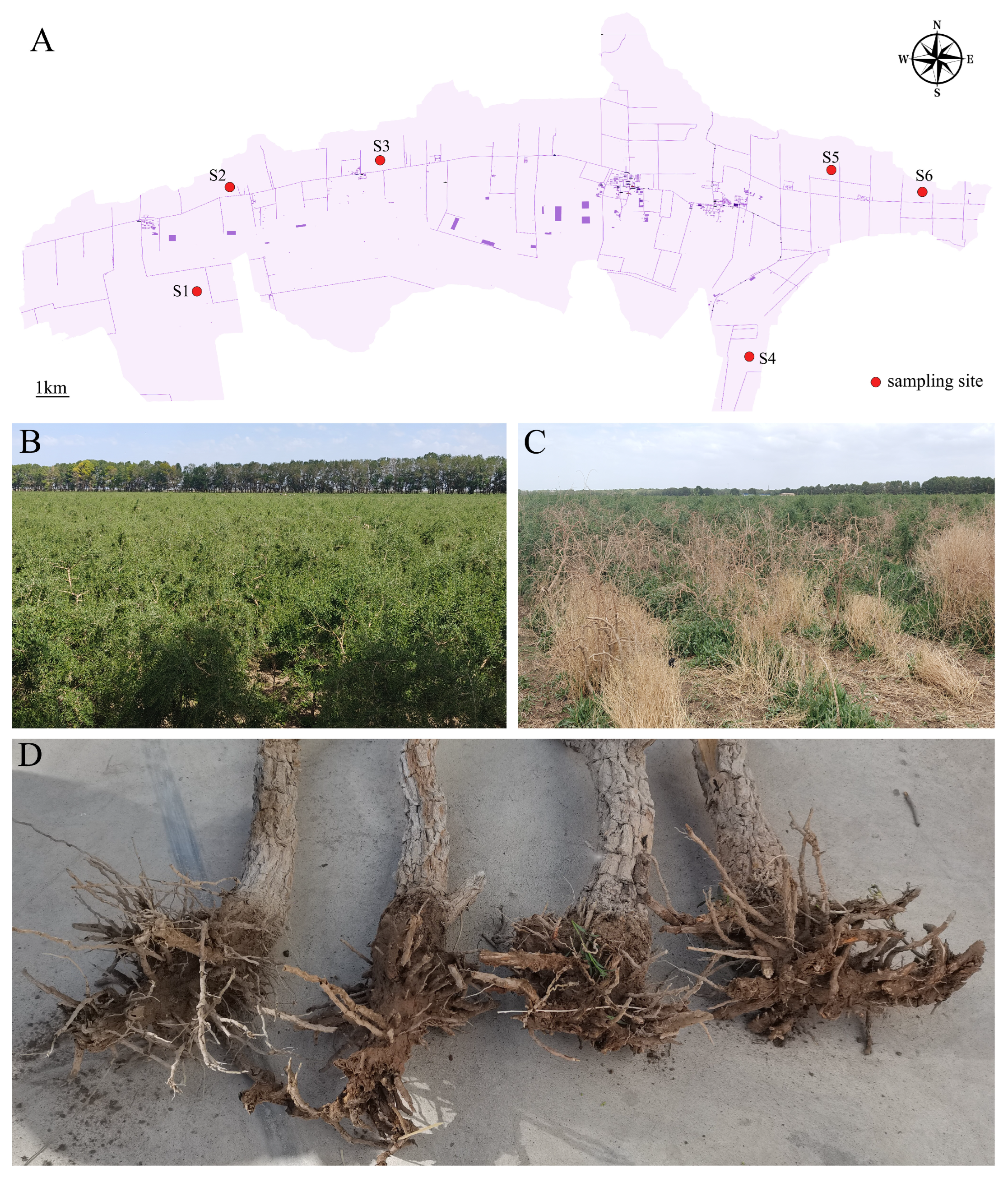 Plants 14 03325 g006 Plants 14 03325 g006