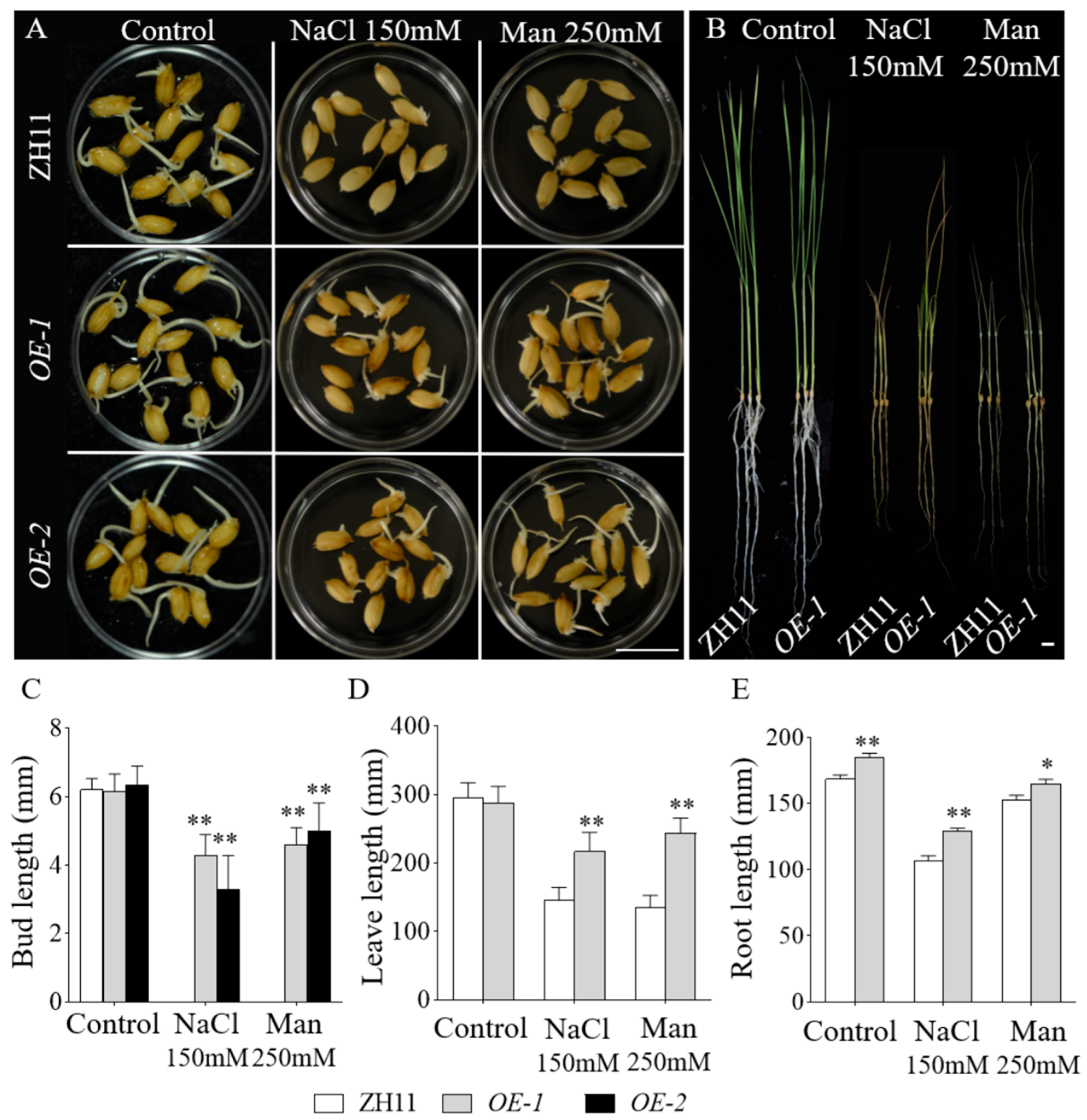 Plants 14 03326 g005 Plants 14 03326 g005