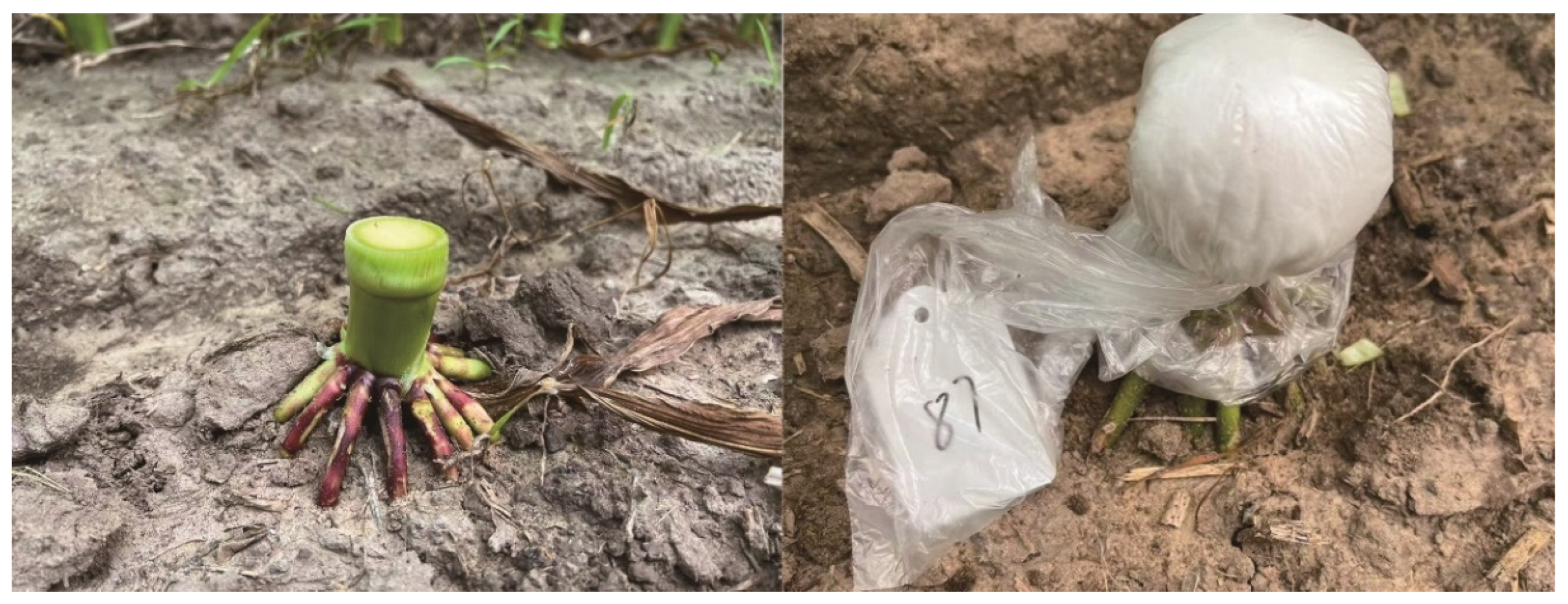 Plants 14 03331 g007 Plants 14 03331 g007