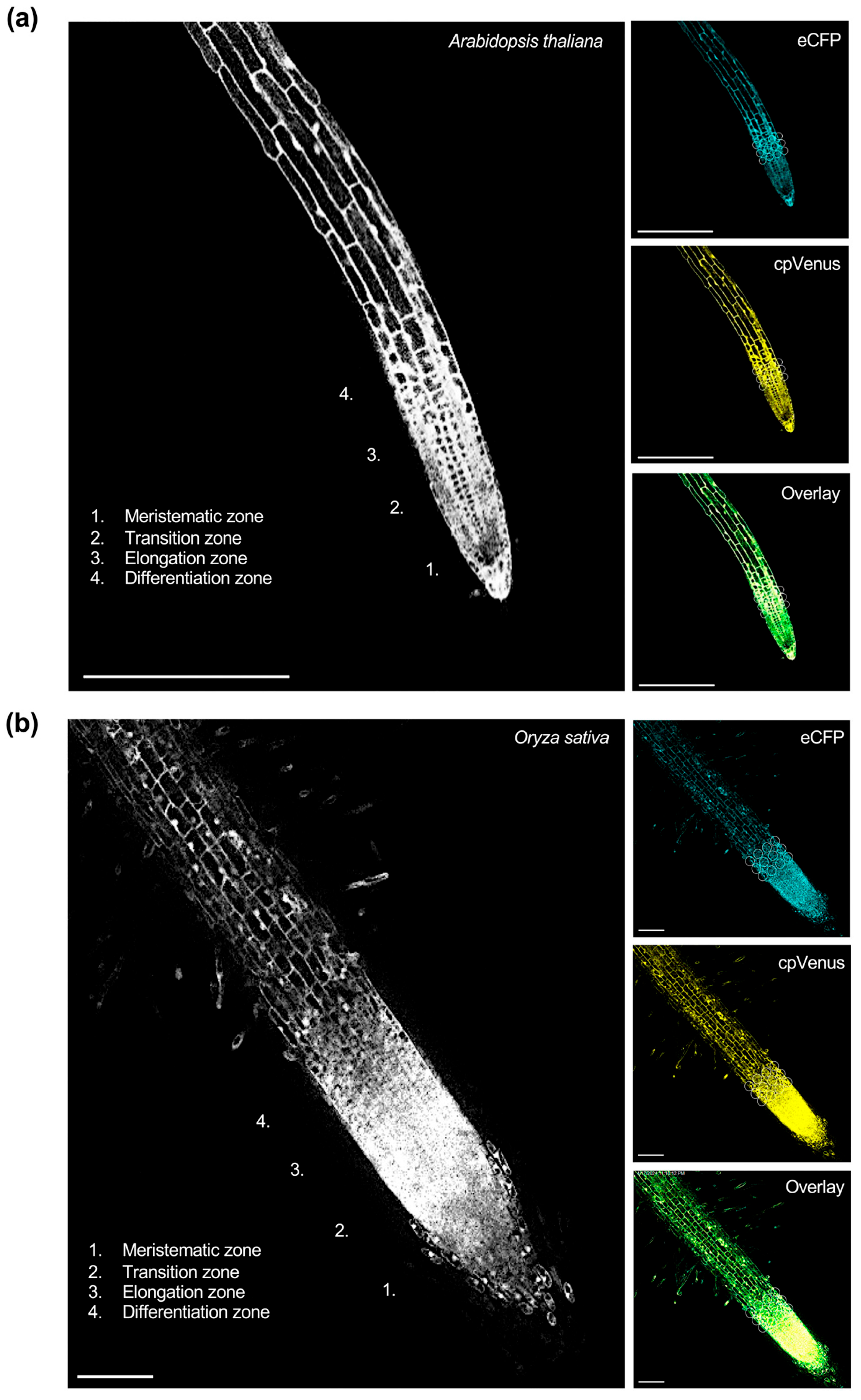 Plants 14 03334 g001