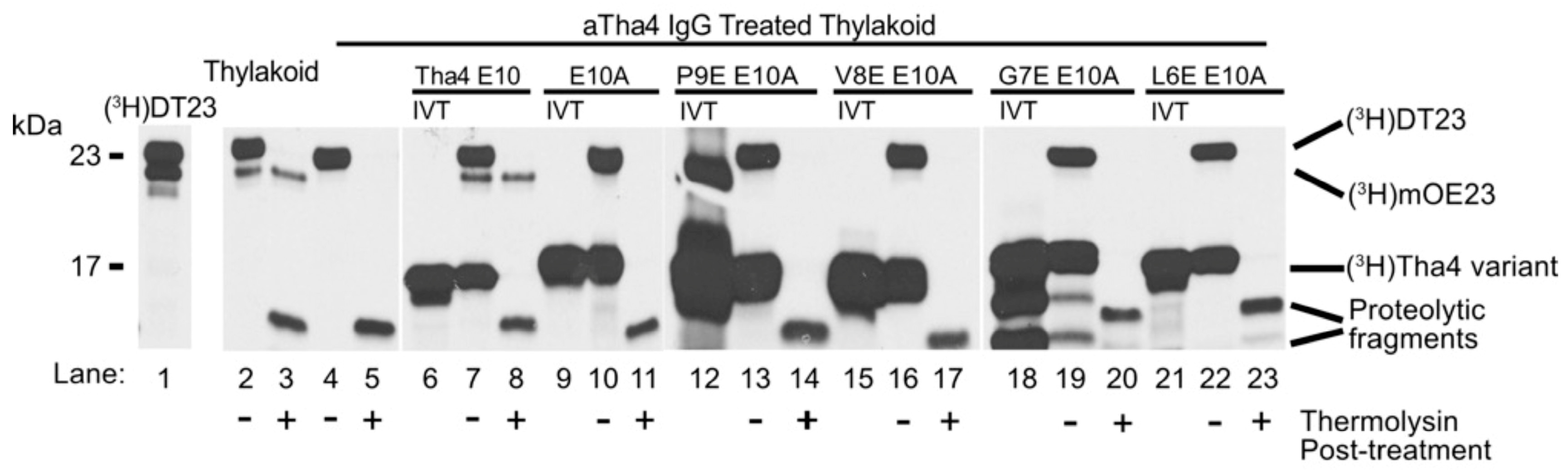 Plants 14 03338 g002