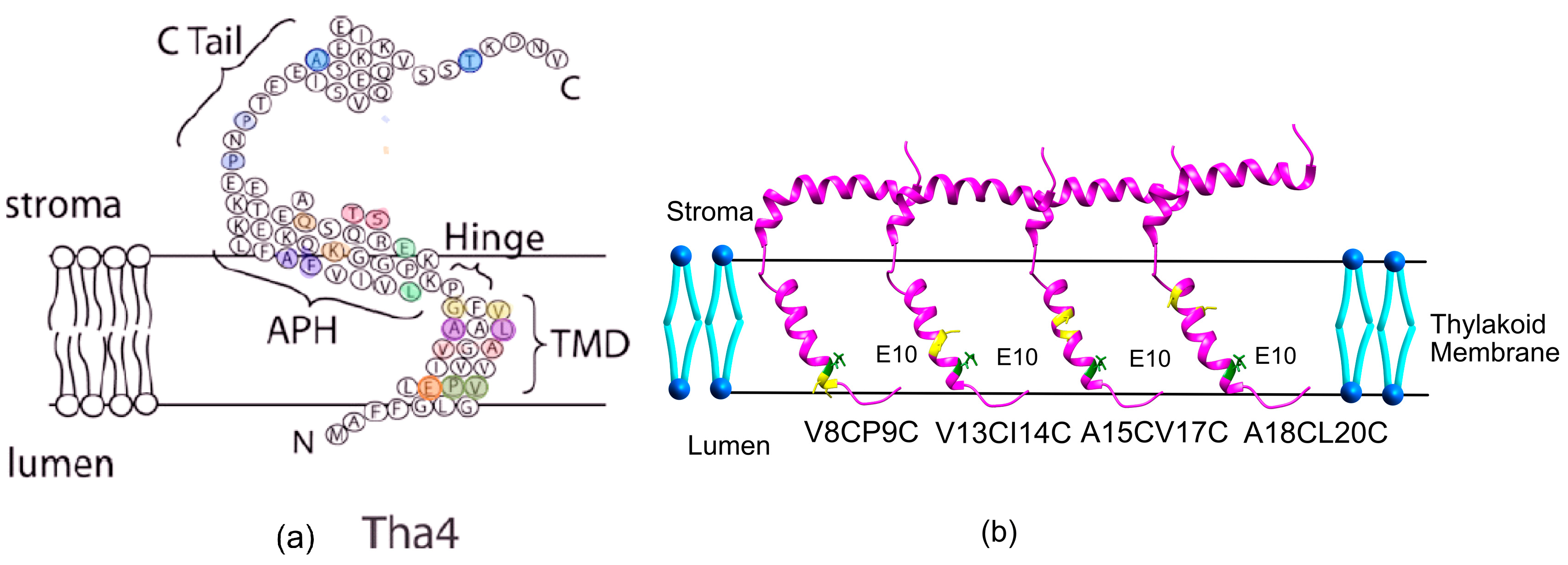 Plants 14 03338 g004
