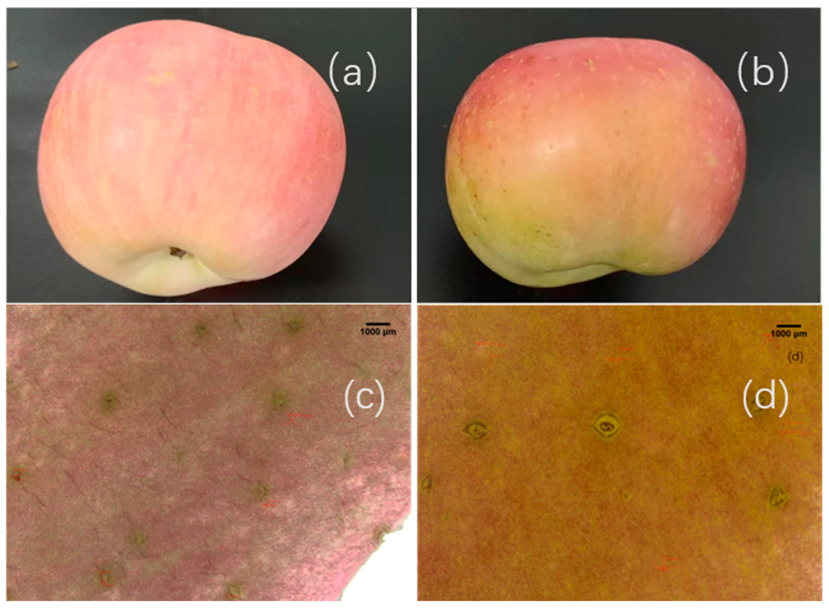 Plants 14 03339 g001