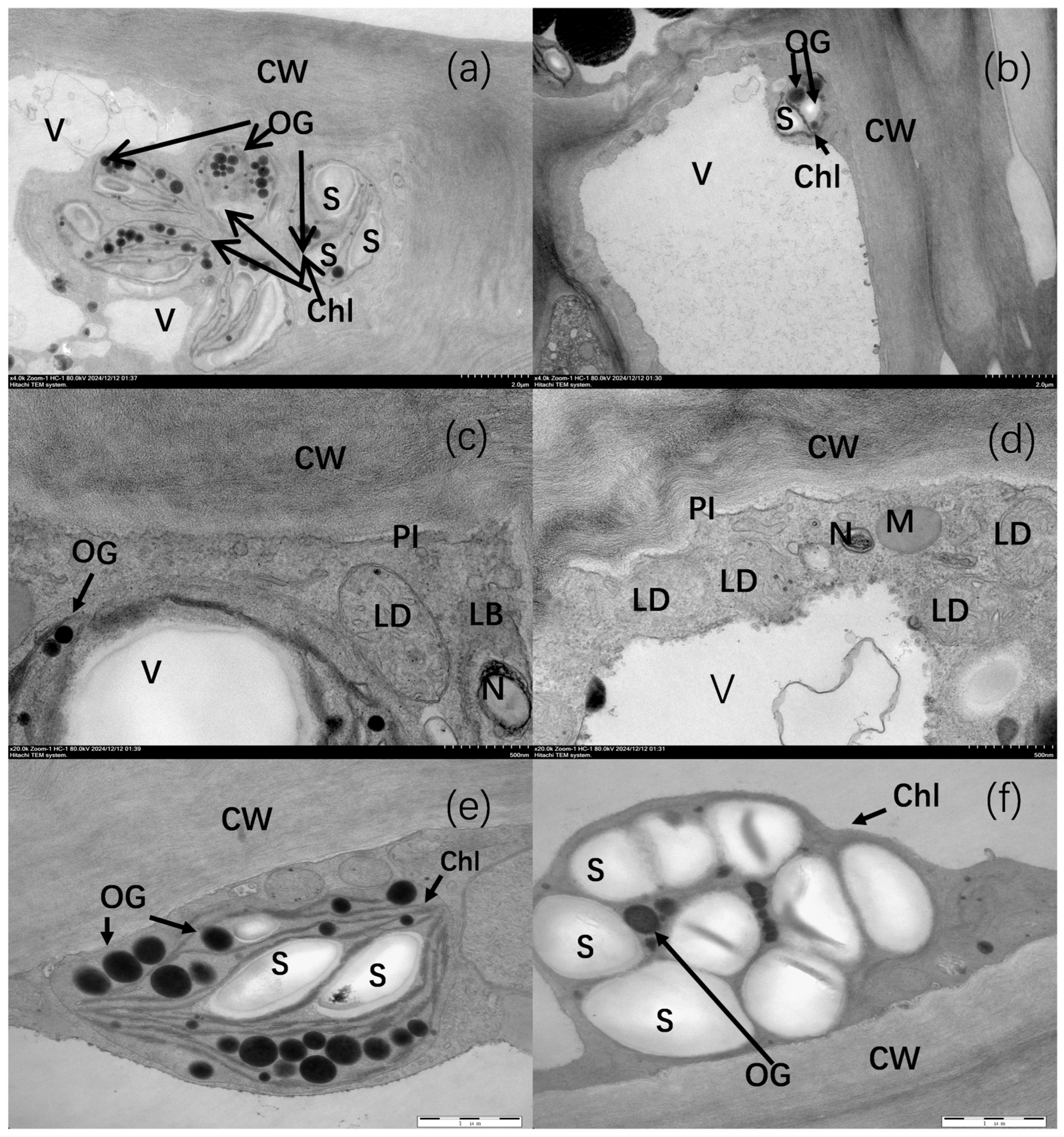 Plants 14 03339 g002