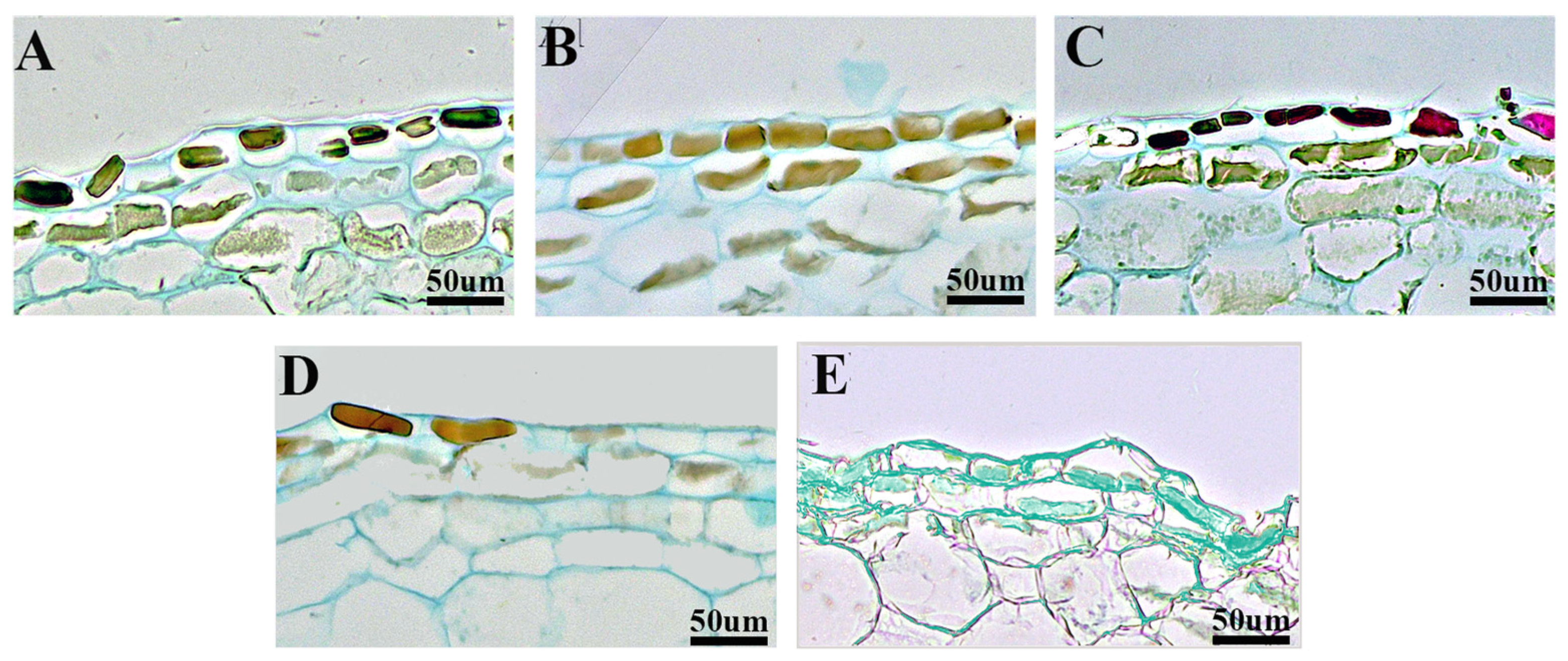 Plants 14 03341 g003