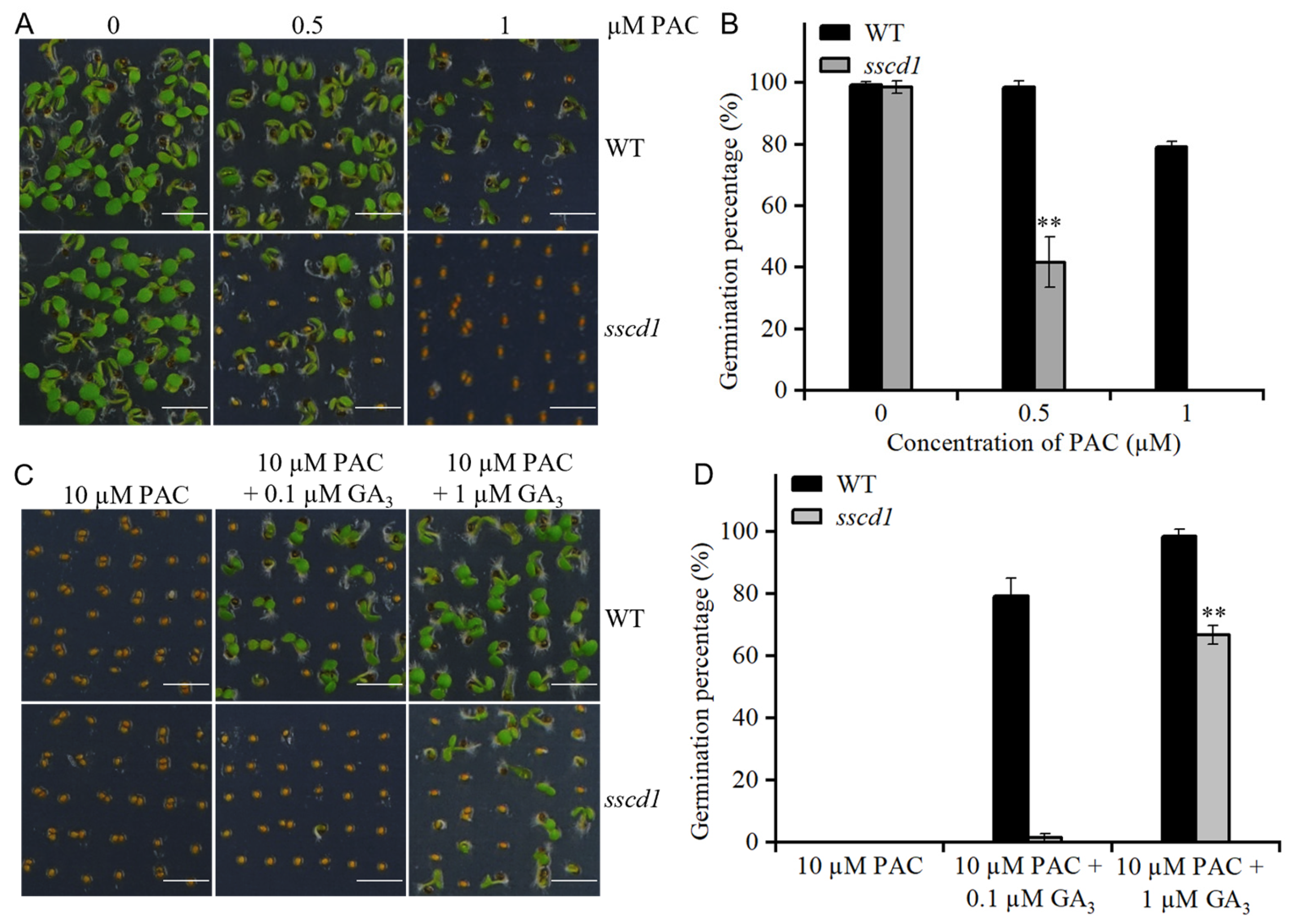 Plants 14 03342 g004