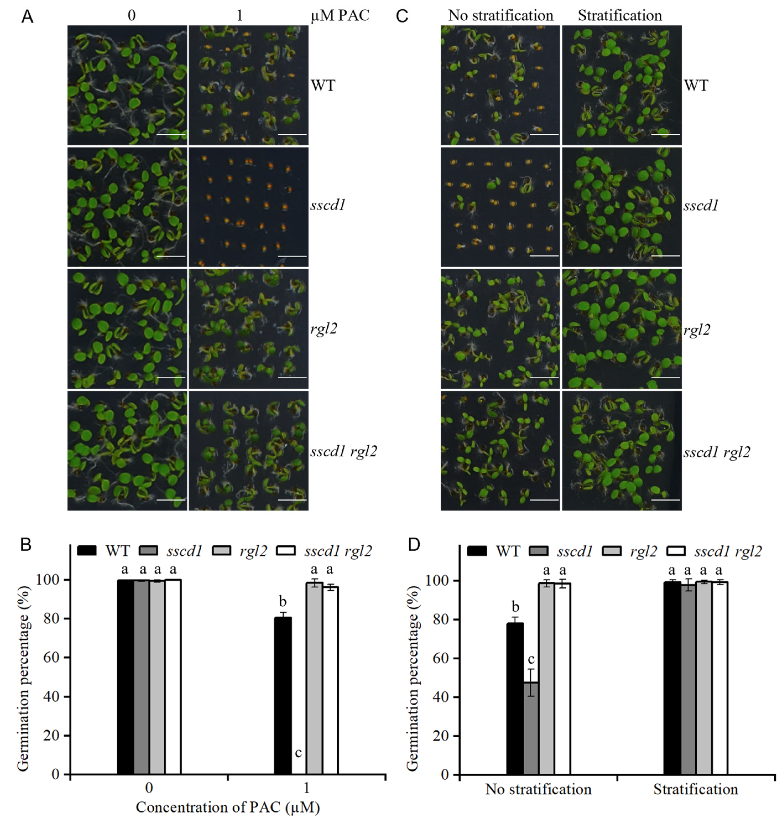 Plants 14 03342 g006