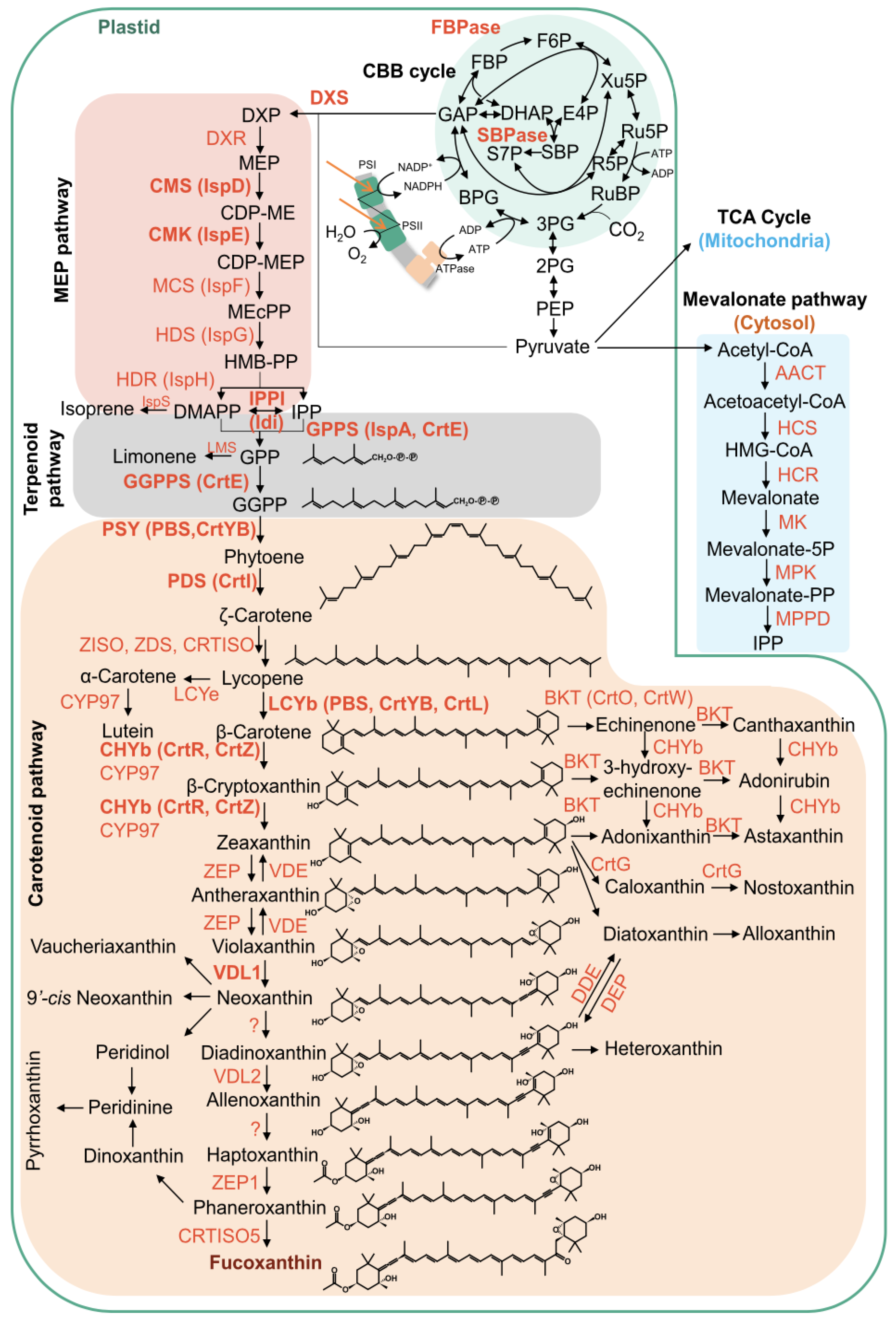 Plants 14 03344 g006