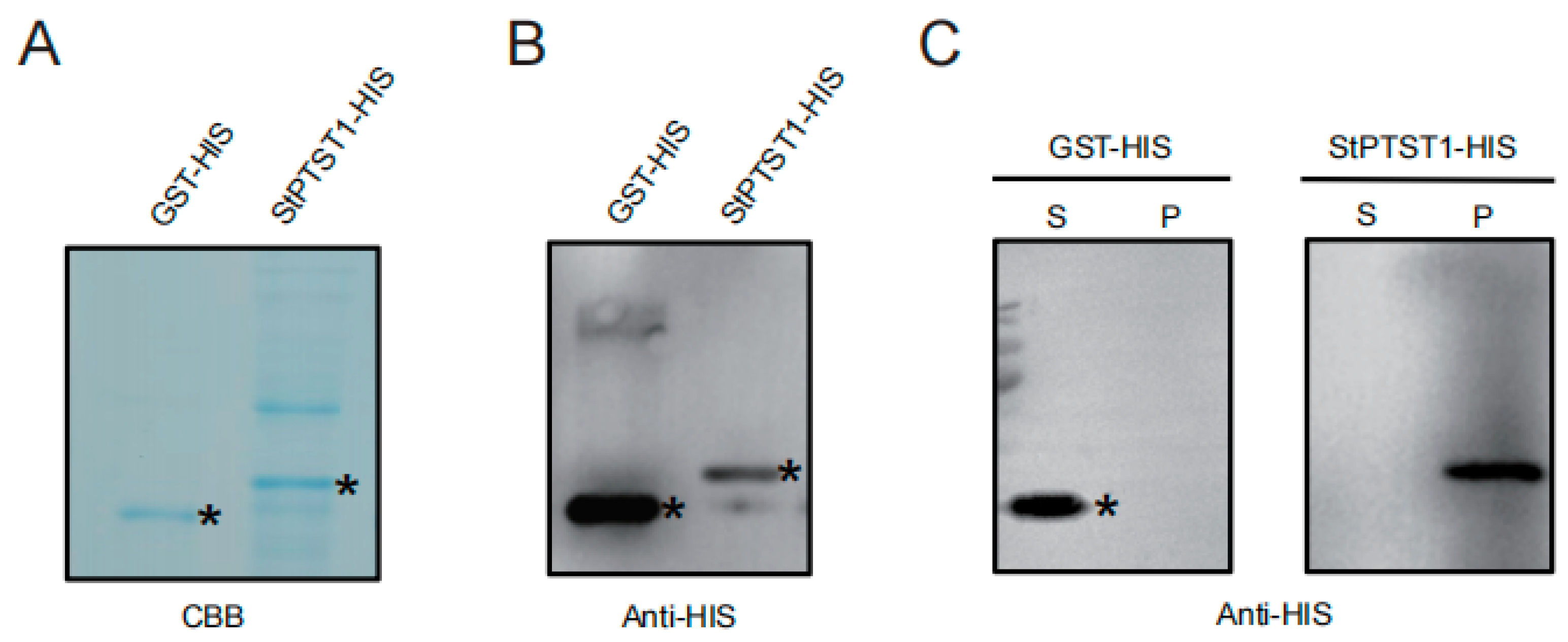 Plants 14 03351 g001