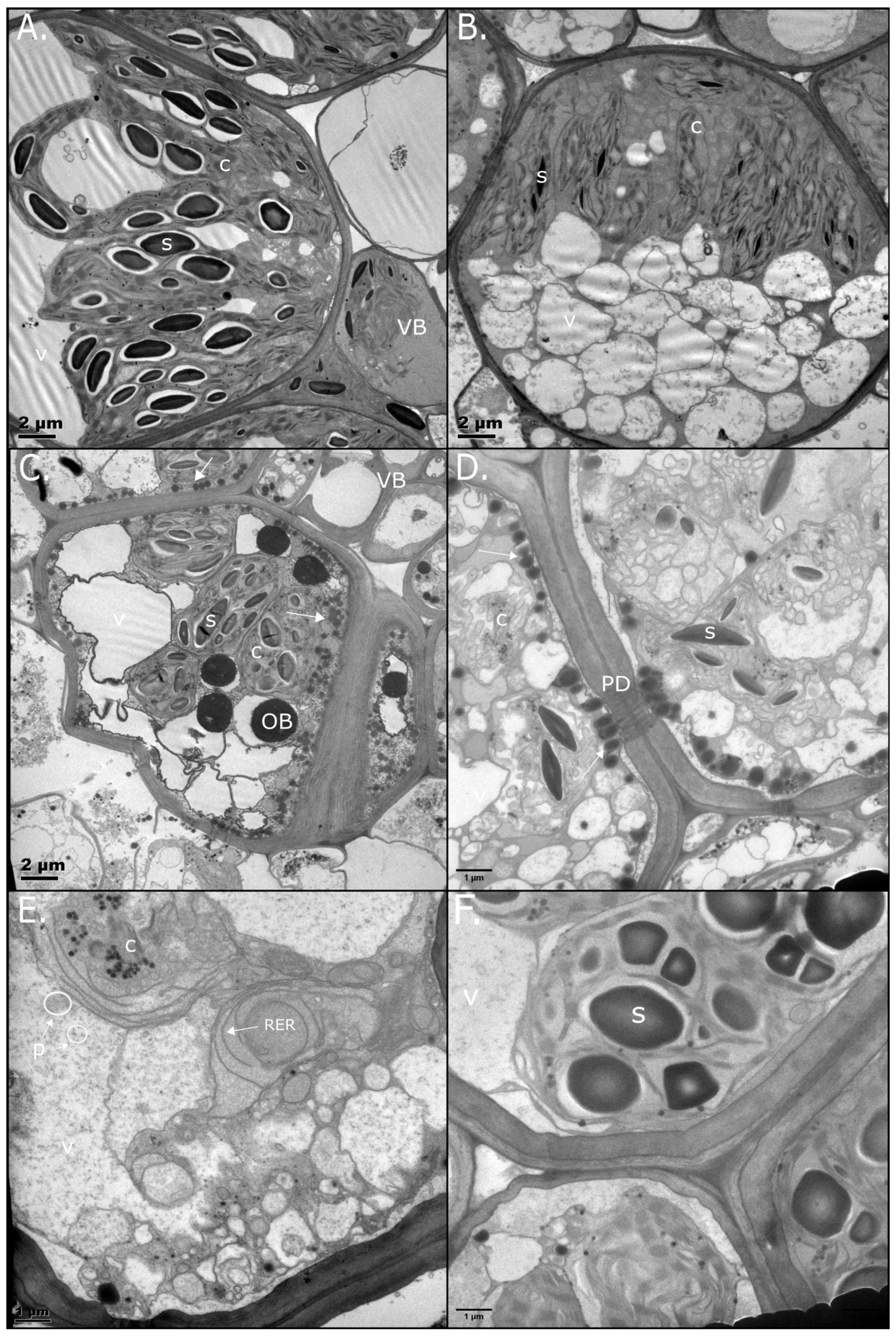 Plants 14 03360 g002 Plants 14 03360 g002