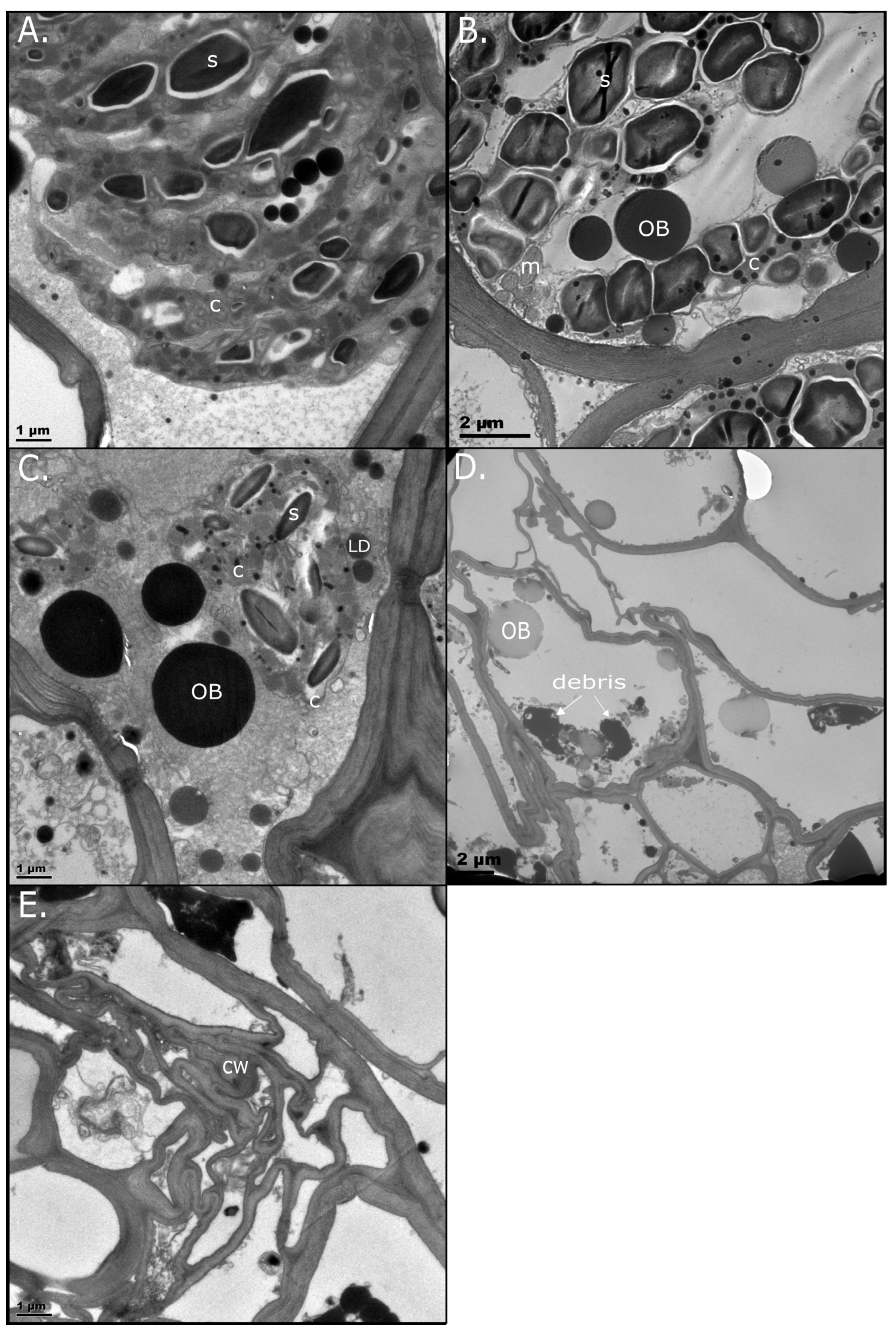 Plants 14 03360 g003 Plants 14 03360 g003