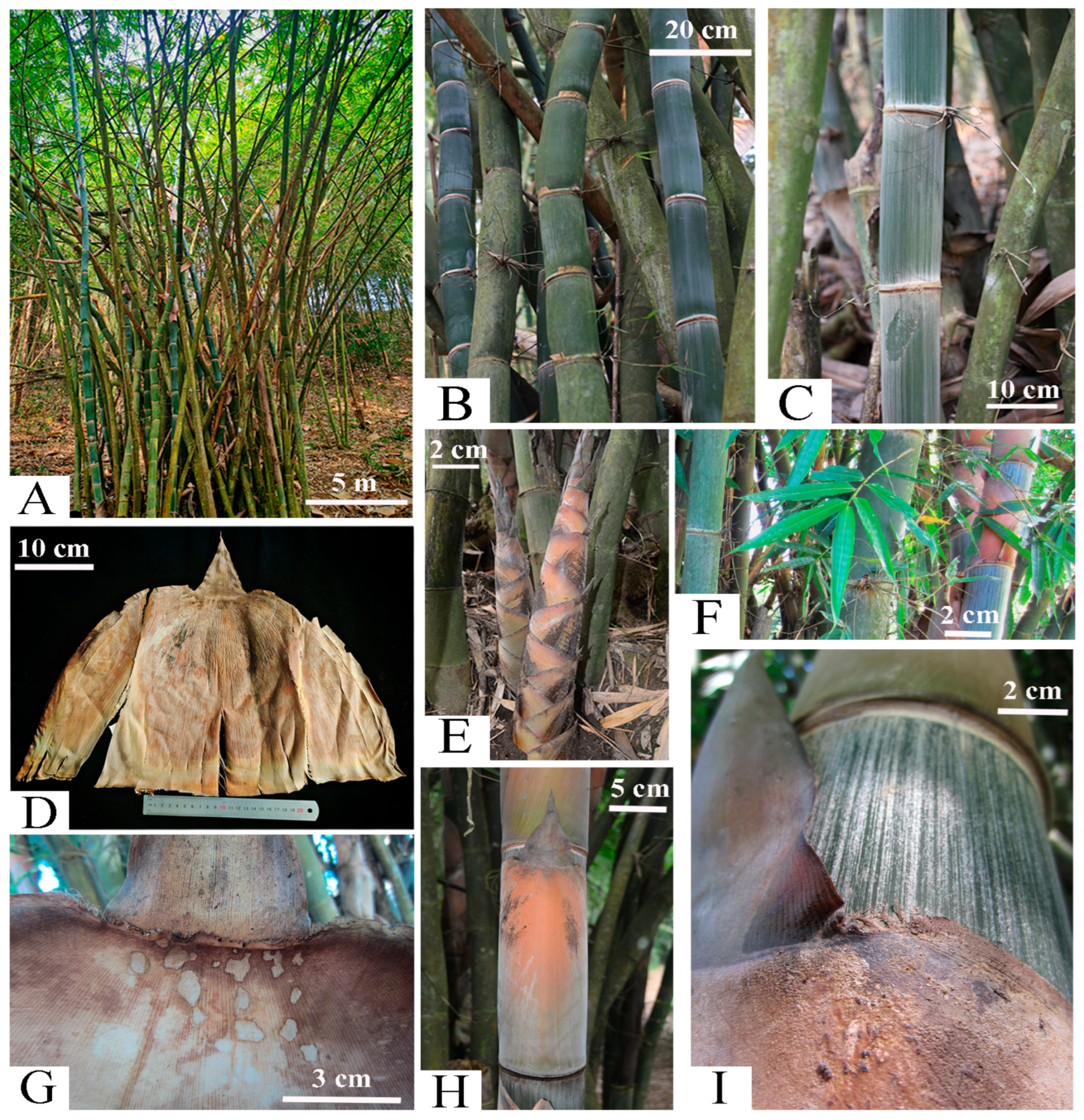 Plants 14 03364 g005