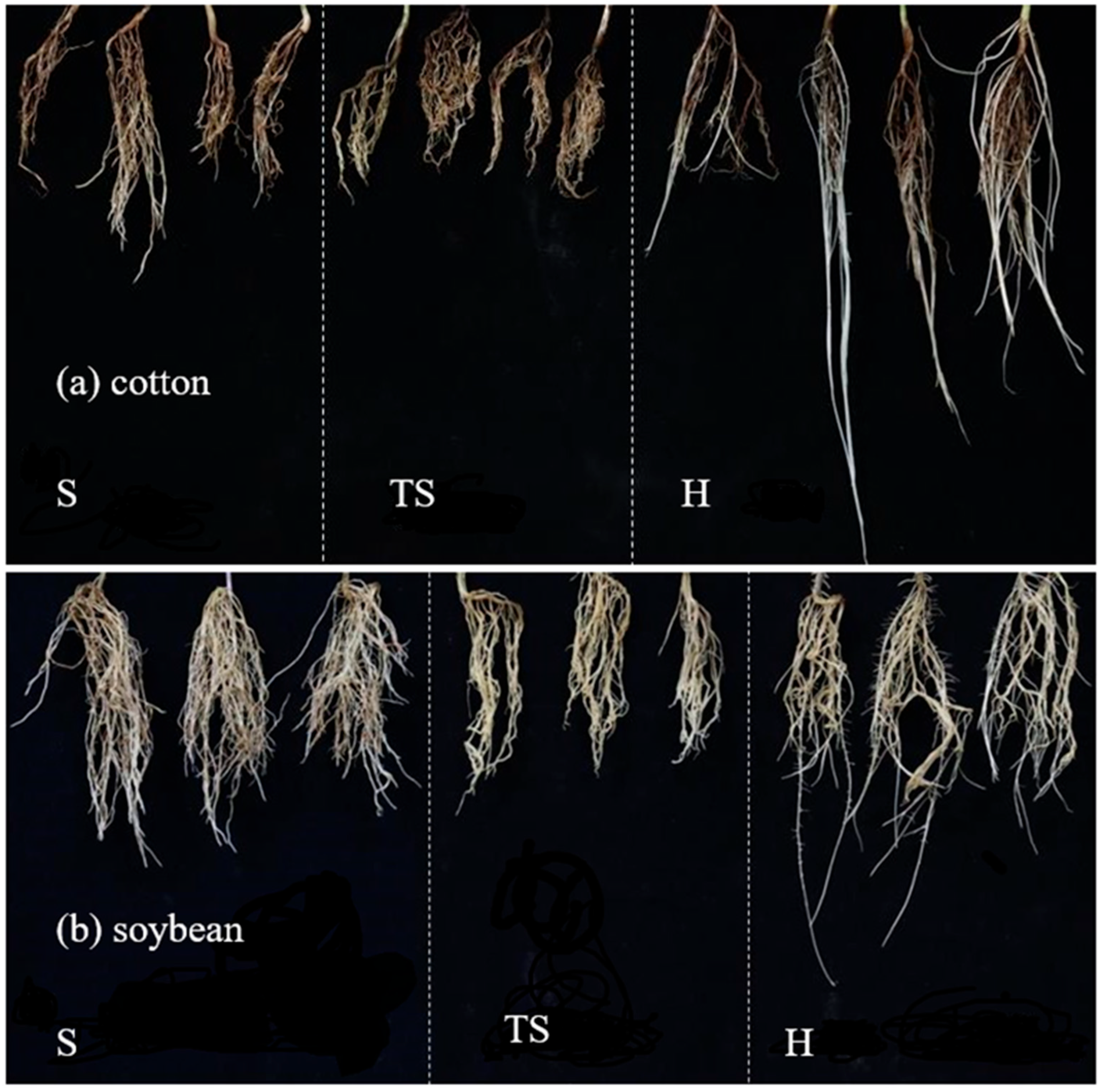 Plants 14 03369 g002 Plants 14 03369 g002