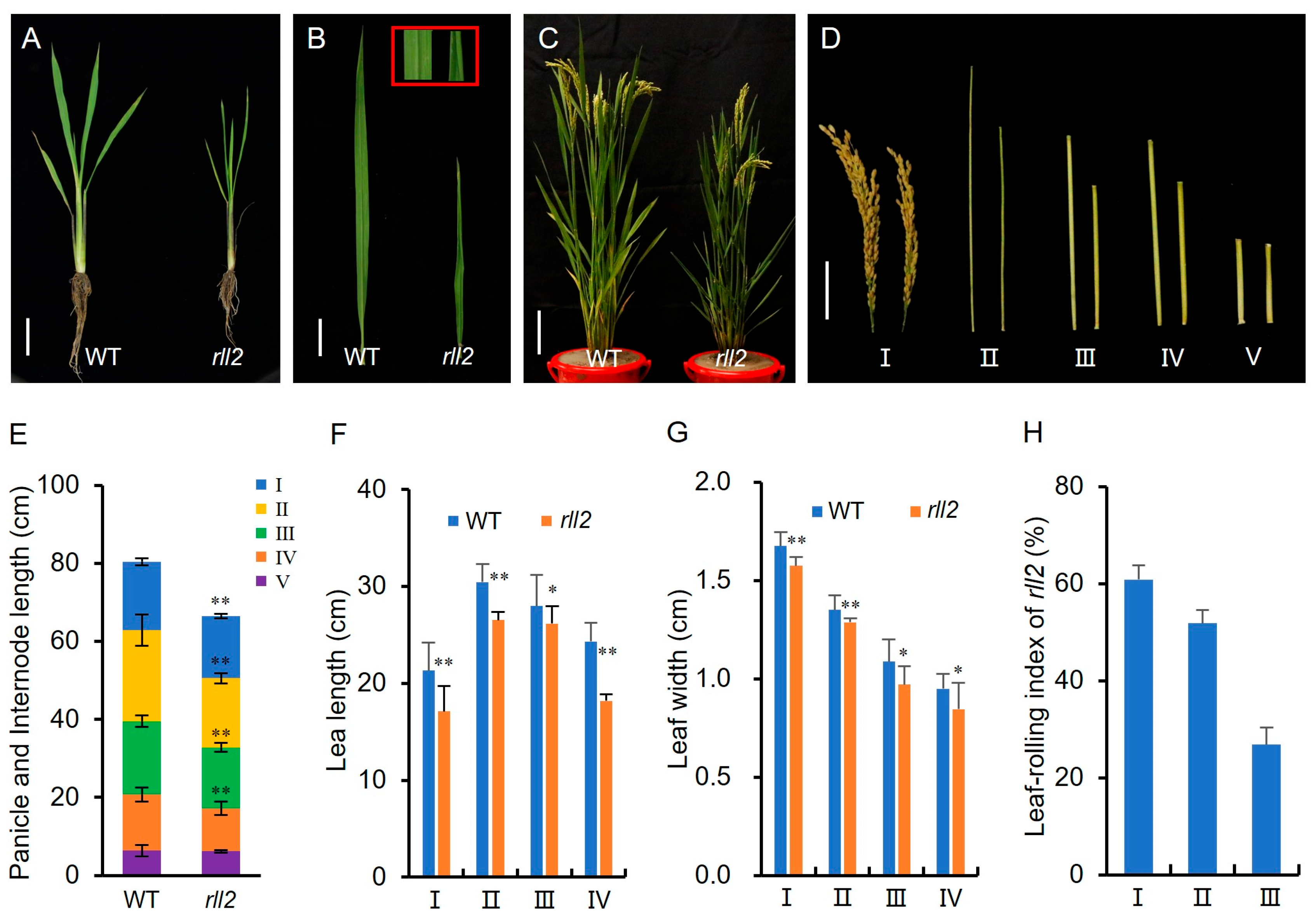 Plants 14 03373 g001