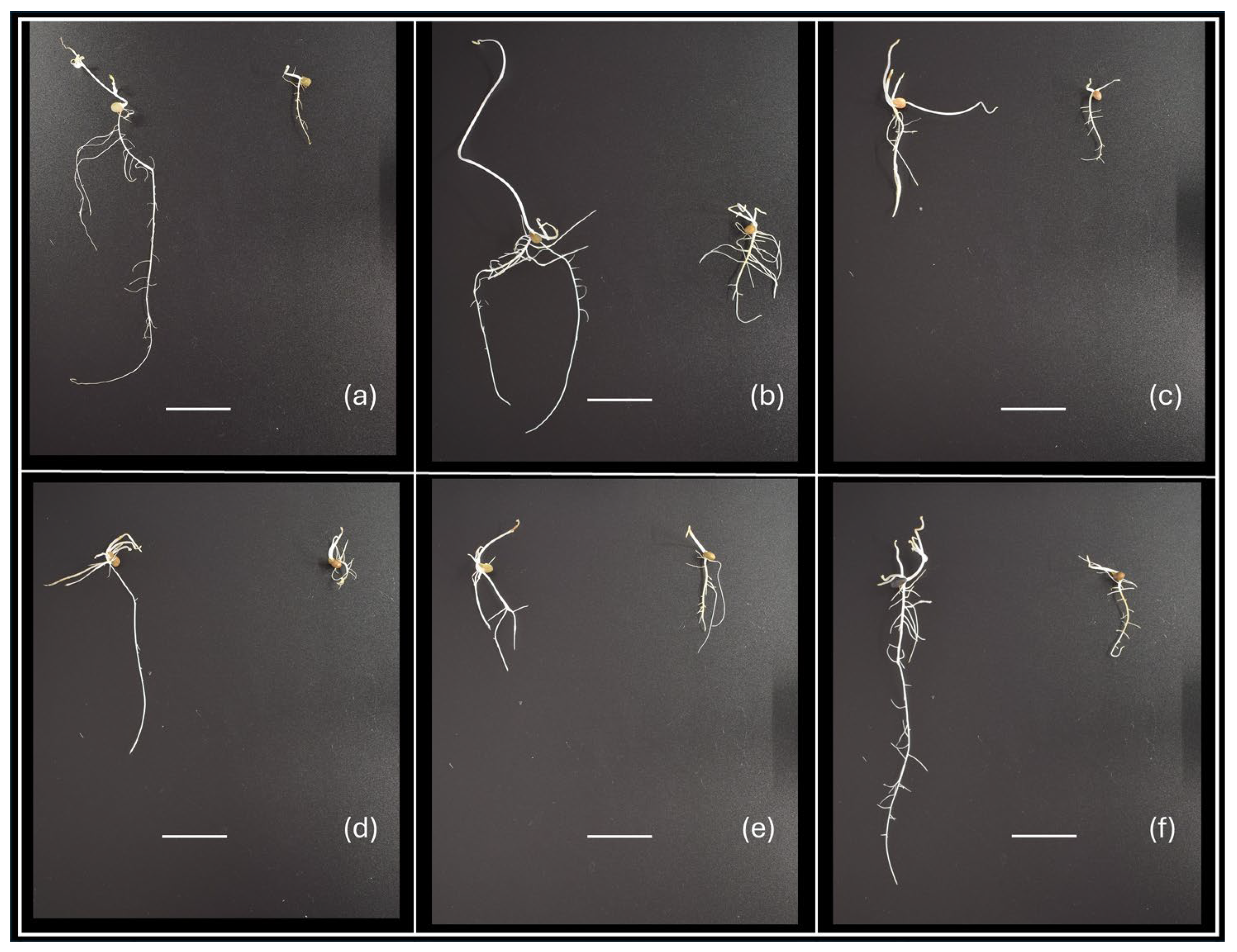 Plants 14 03376 g001