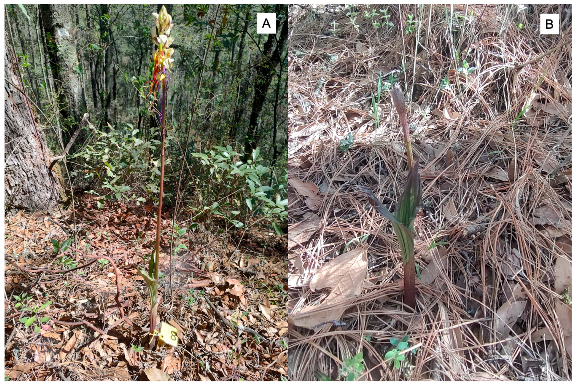 Plants 14 03377 g001