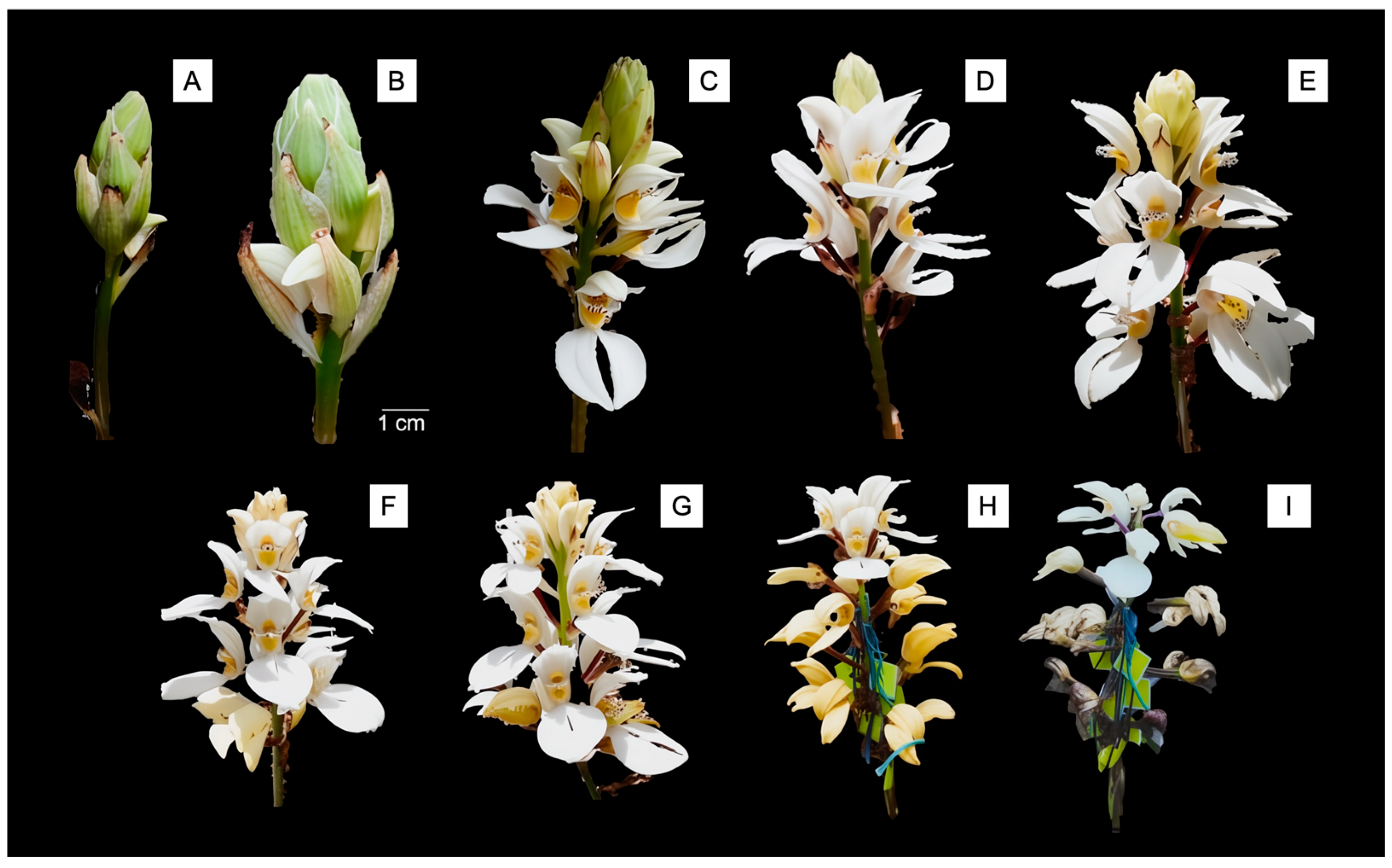 Plants 14 03377 g002