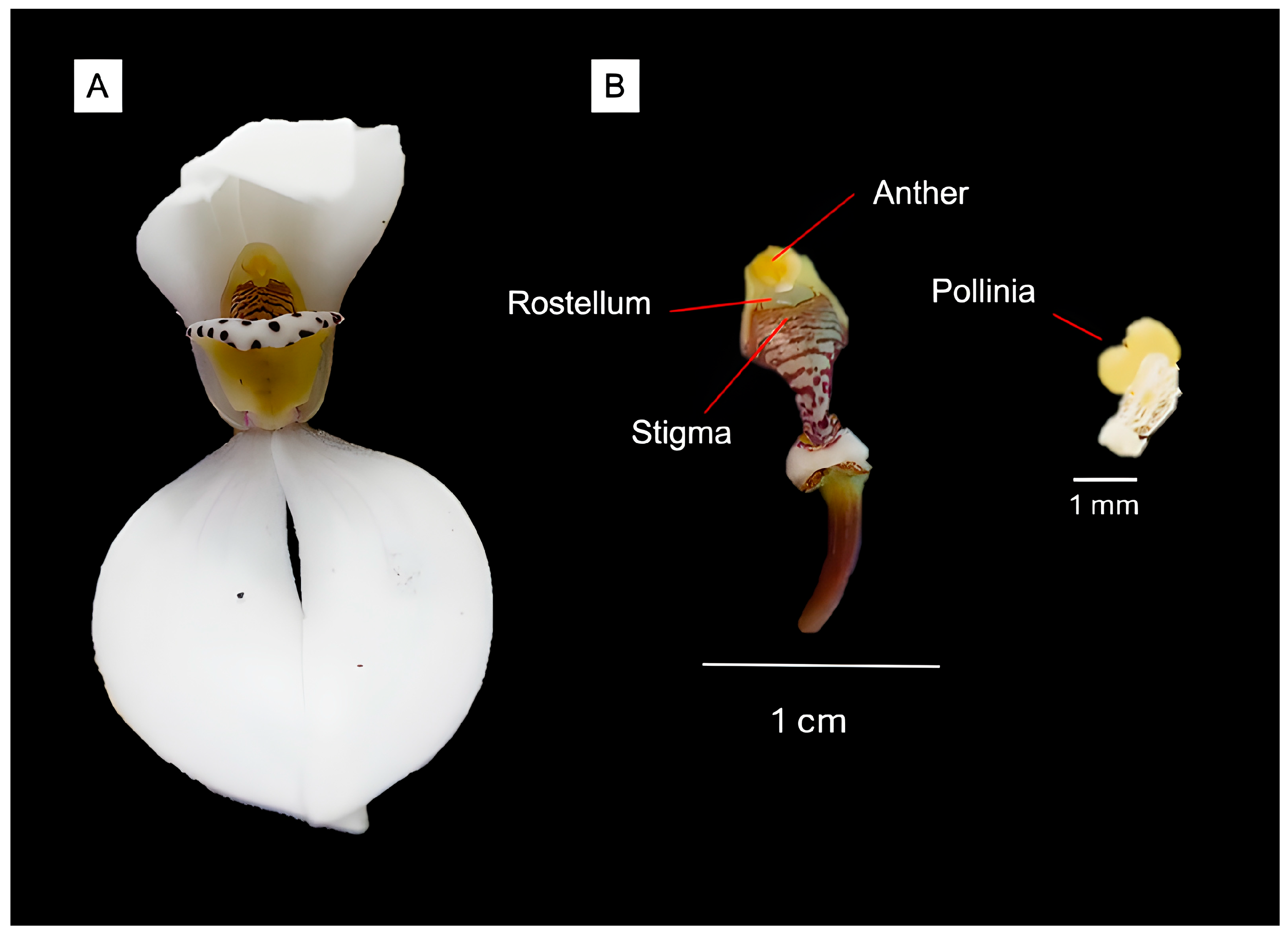 Plants 14 03377 g004