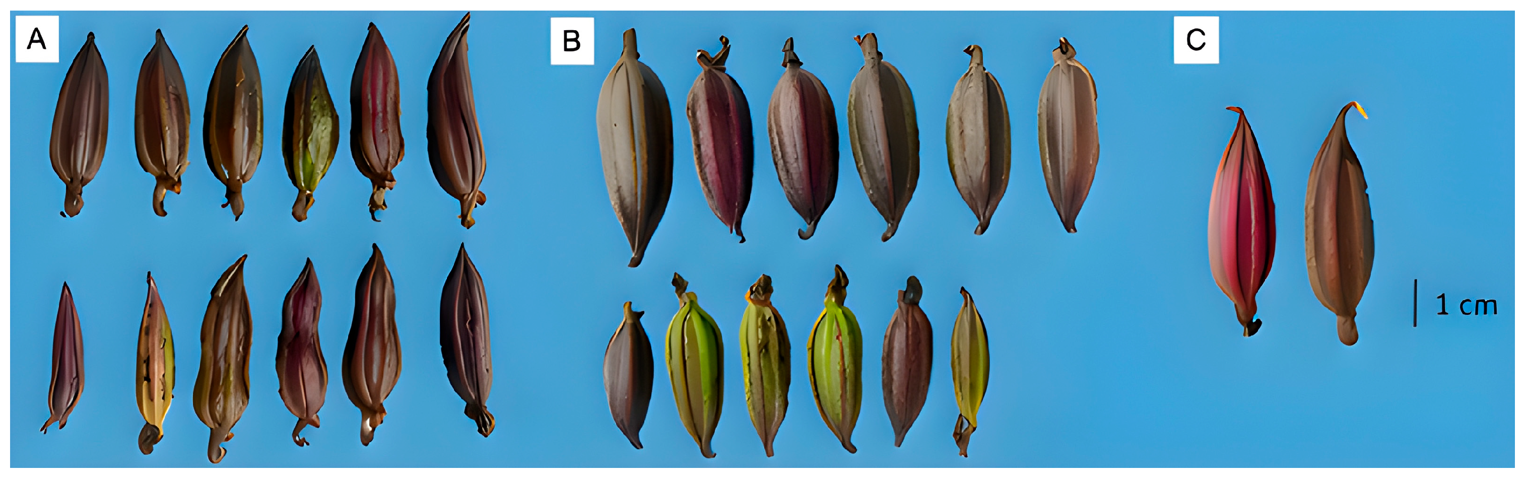 Plants 14 03377 g005