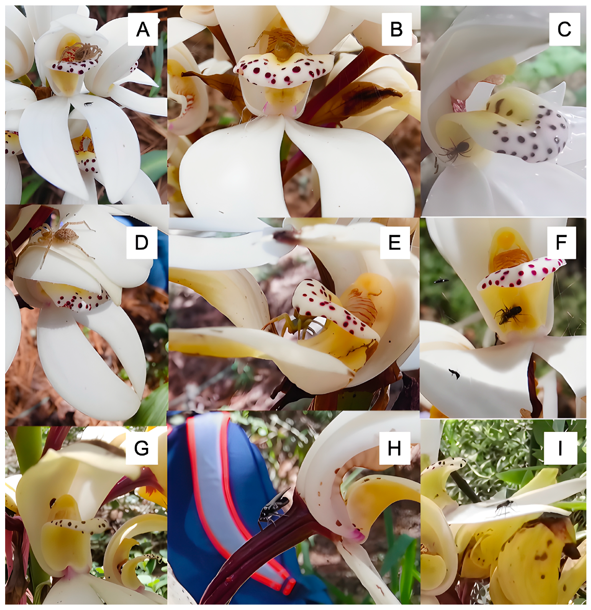 Plants 14 03377 g006