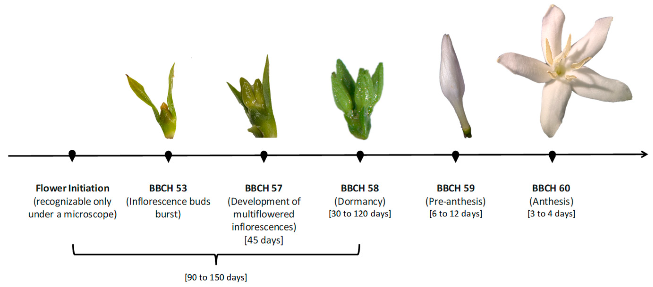 Plants 14 03396 g001