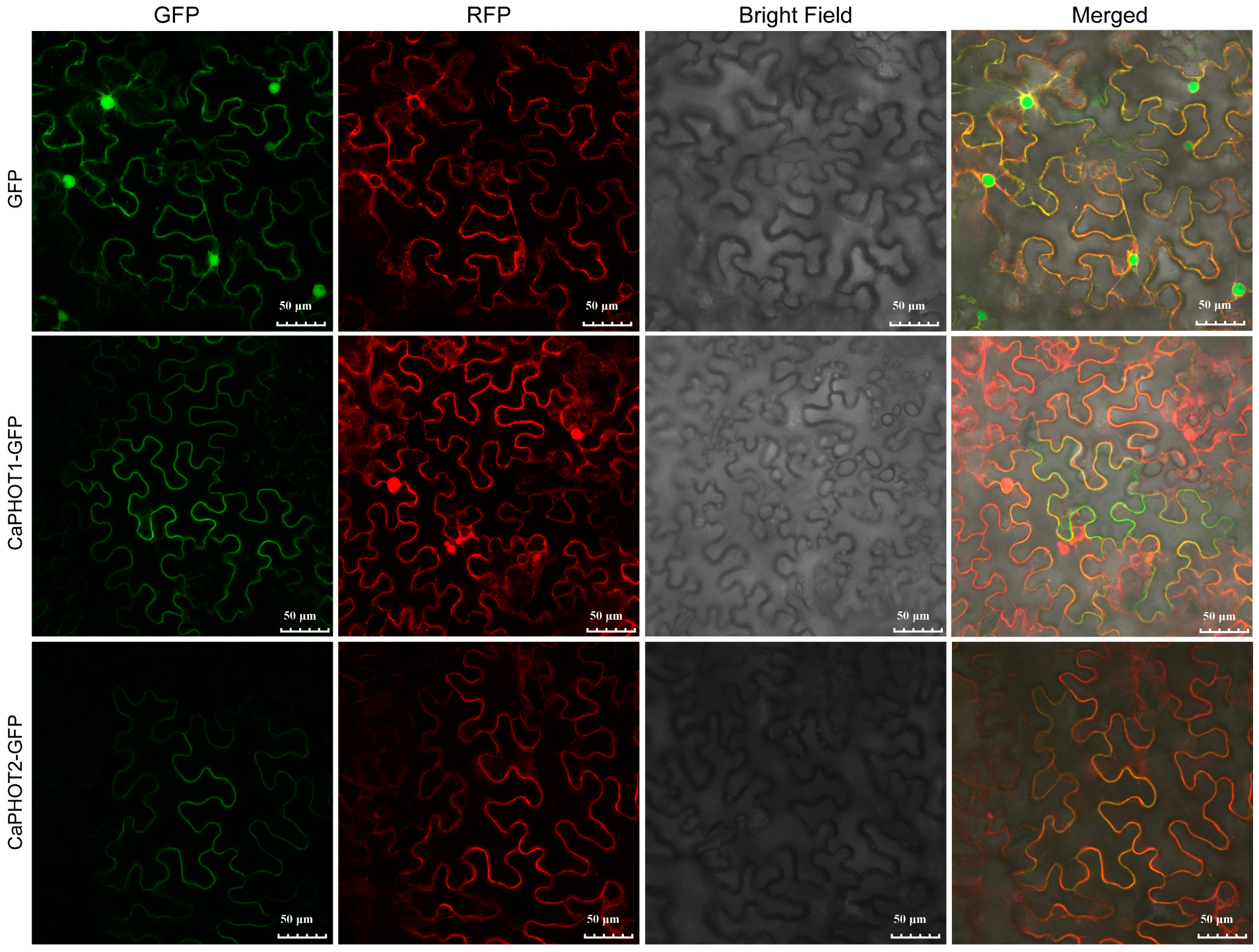 Plants 14 03400 g005 Plants 14 03400 g005