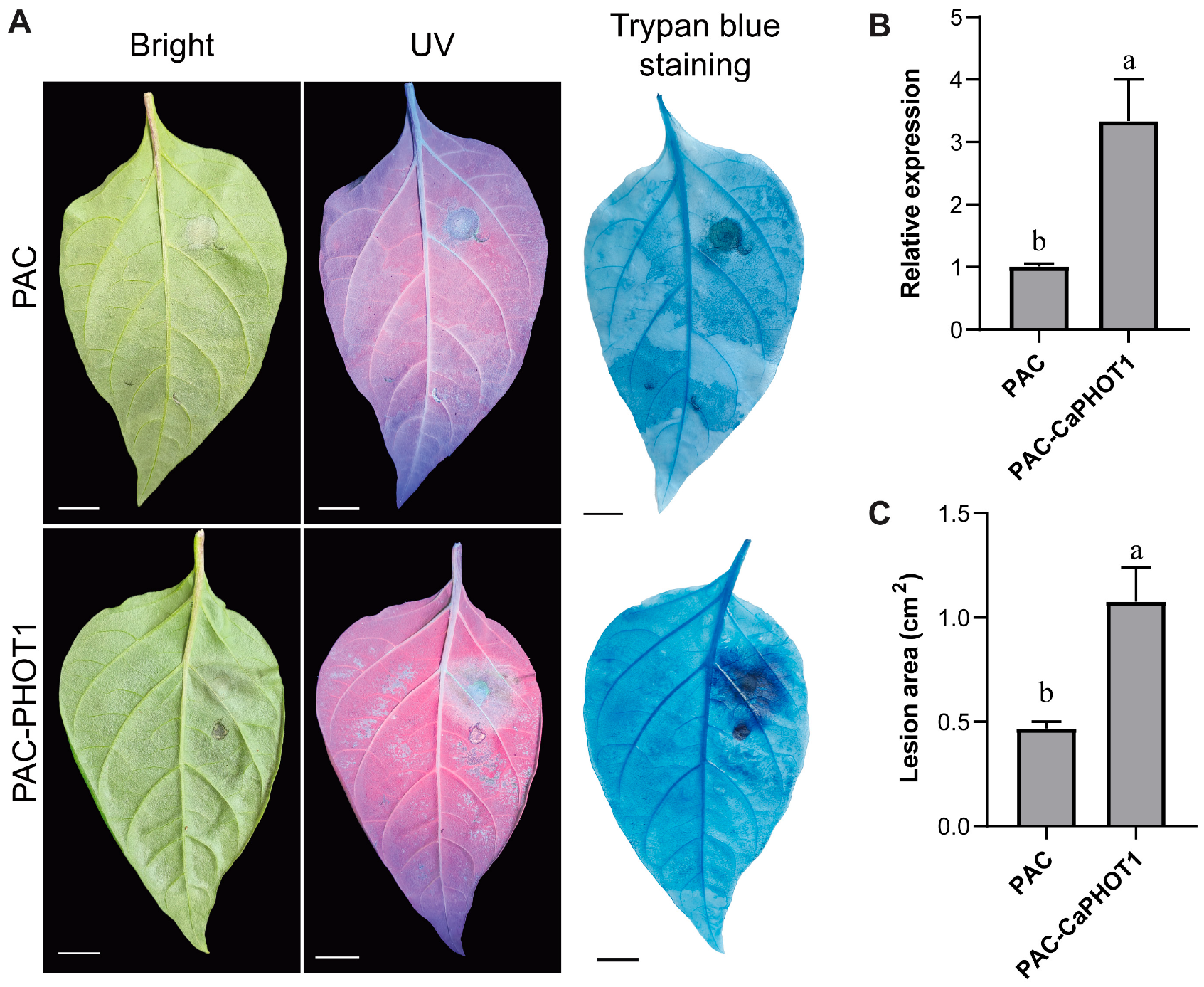 Plants 14 03400 g006 Plants 14 03400 g006