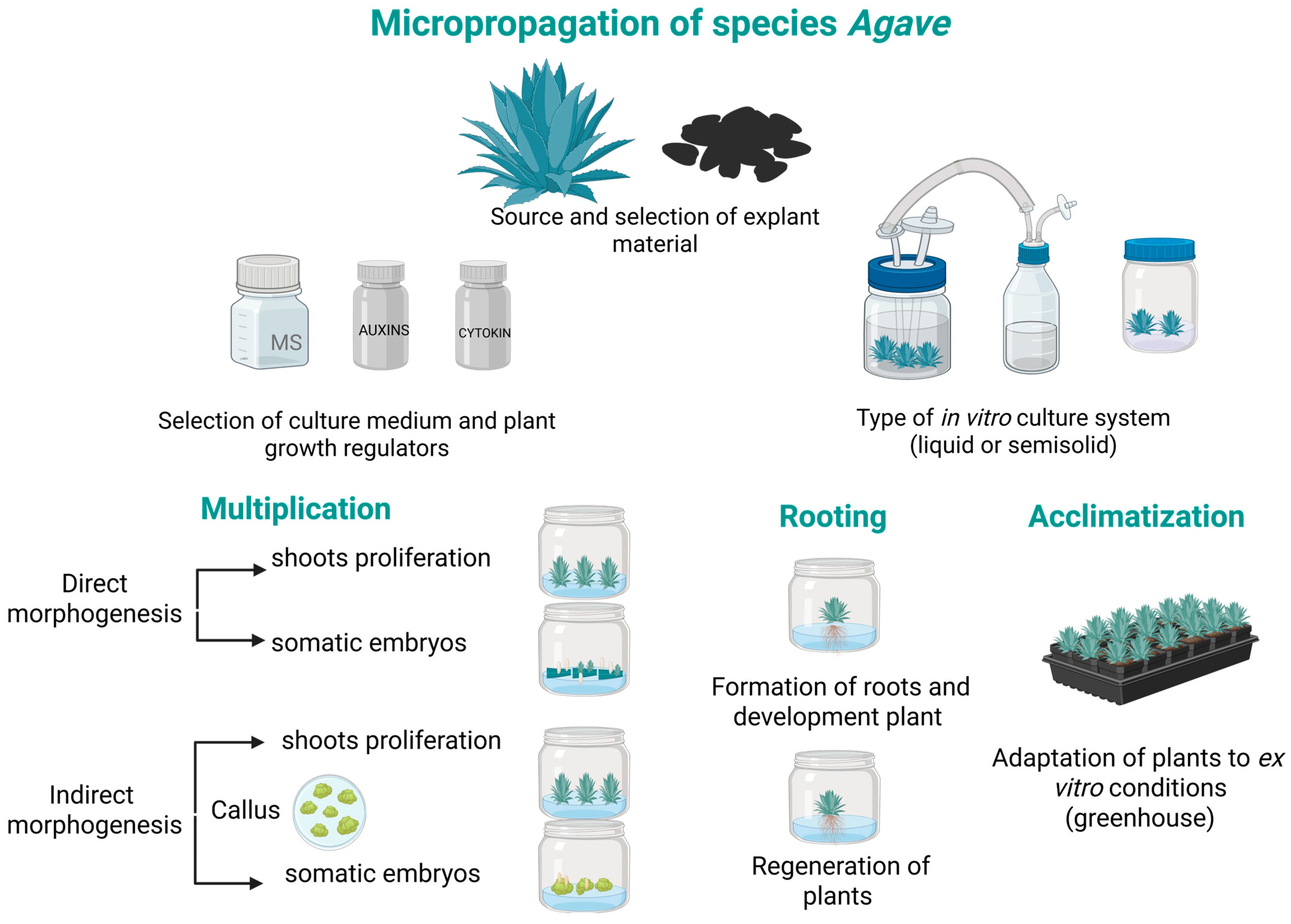 Plants 14 03402 g001 Plants 14 03402 g001