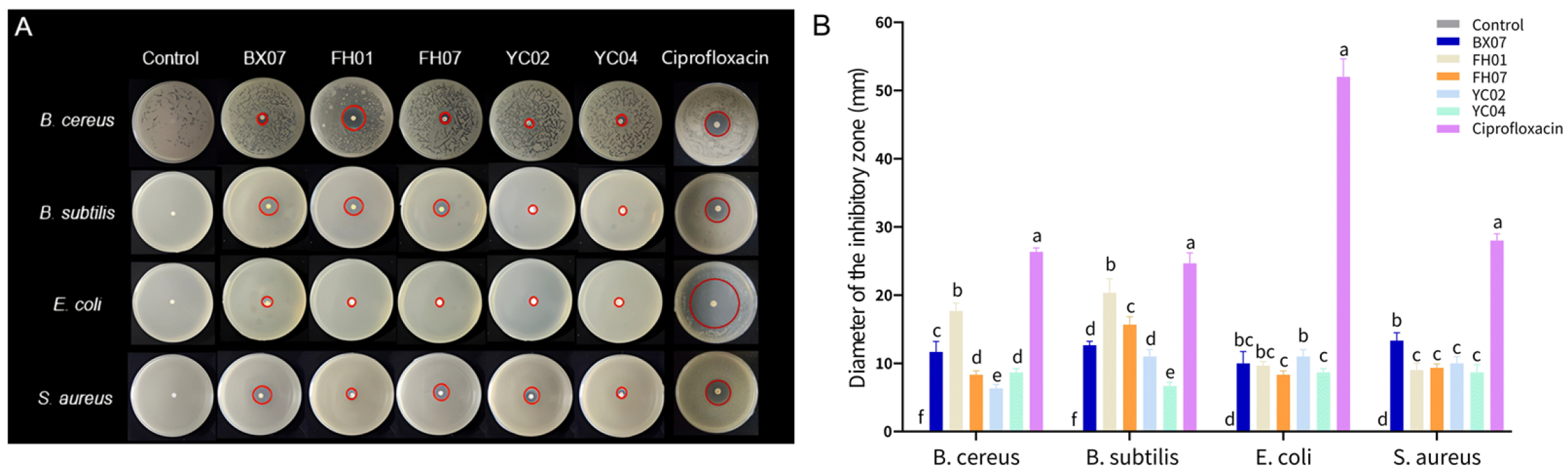 Plants 14 03409 g003 Plants 14 03409 g003