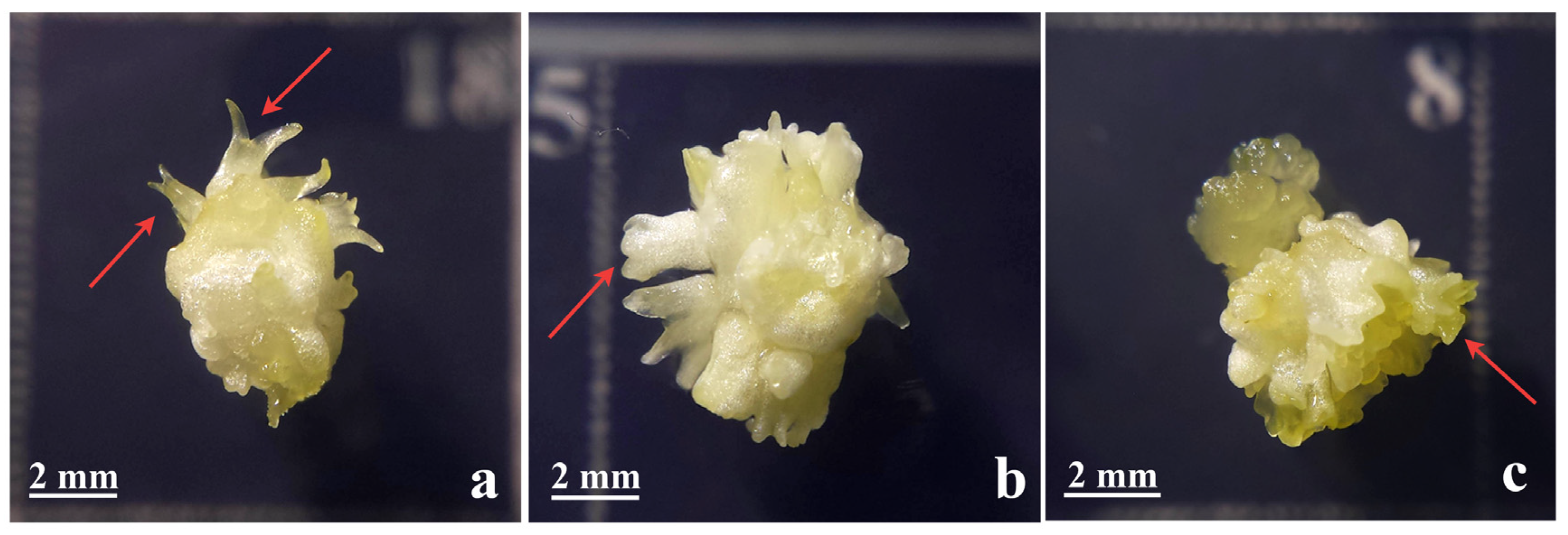 Plants 14 03413 g001